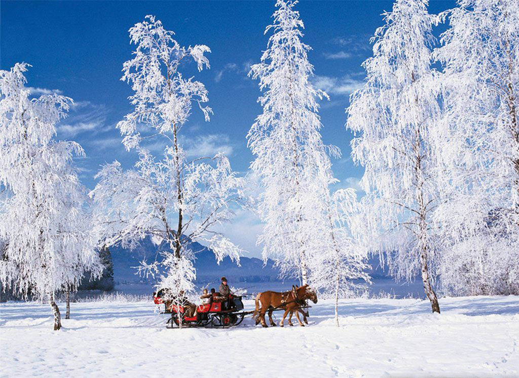Austria 桌布 壁紙 — 一架馬拉雪橇載著乘客穿過白雪覆蓋的森林，樹木披著霜，在清澈的藍天下前行。