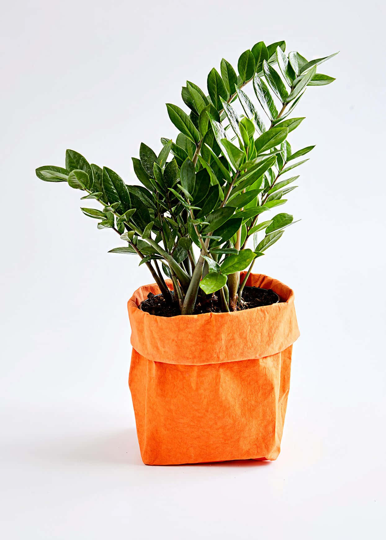 Green Plant 桌布 壁紙 — 一株充滿活力的ZZ植物，帶有光澤的綠色葉子，放在一個亮橙色的布質花盆中，背景是潔白的。