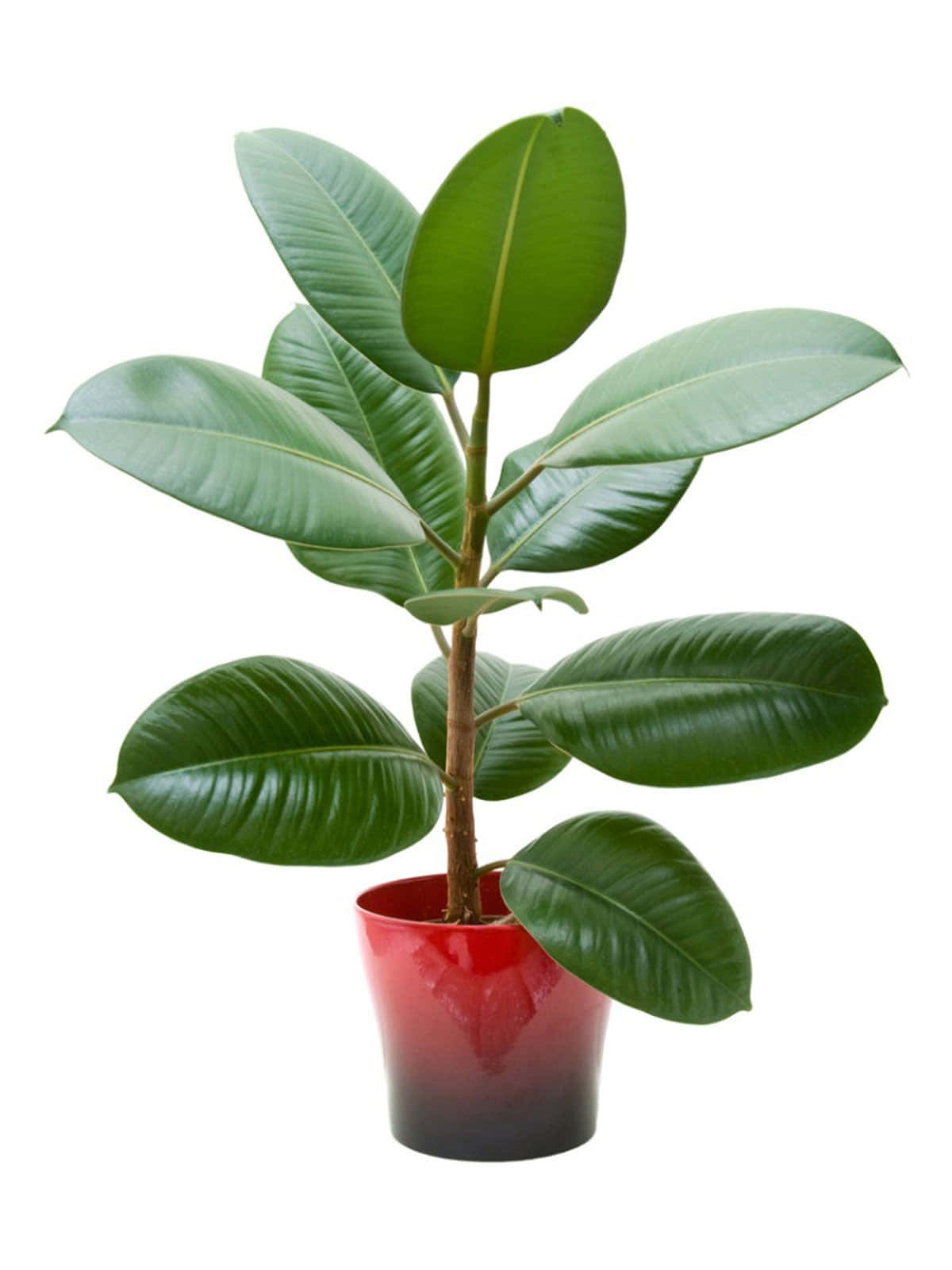 Plant 桌布 壁紙 — 一株充滿活力的橡膠植物，帶有光澤的綠色葉子，放在一個引人注目的紅黑漸變花盆中，背景是潔淨的白色。