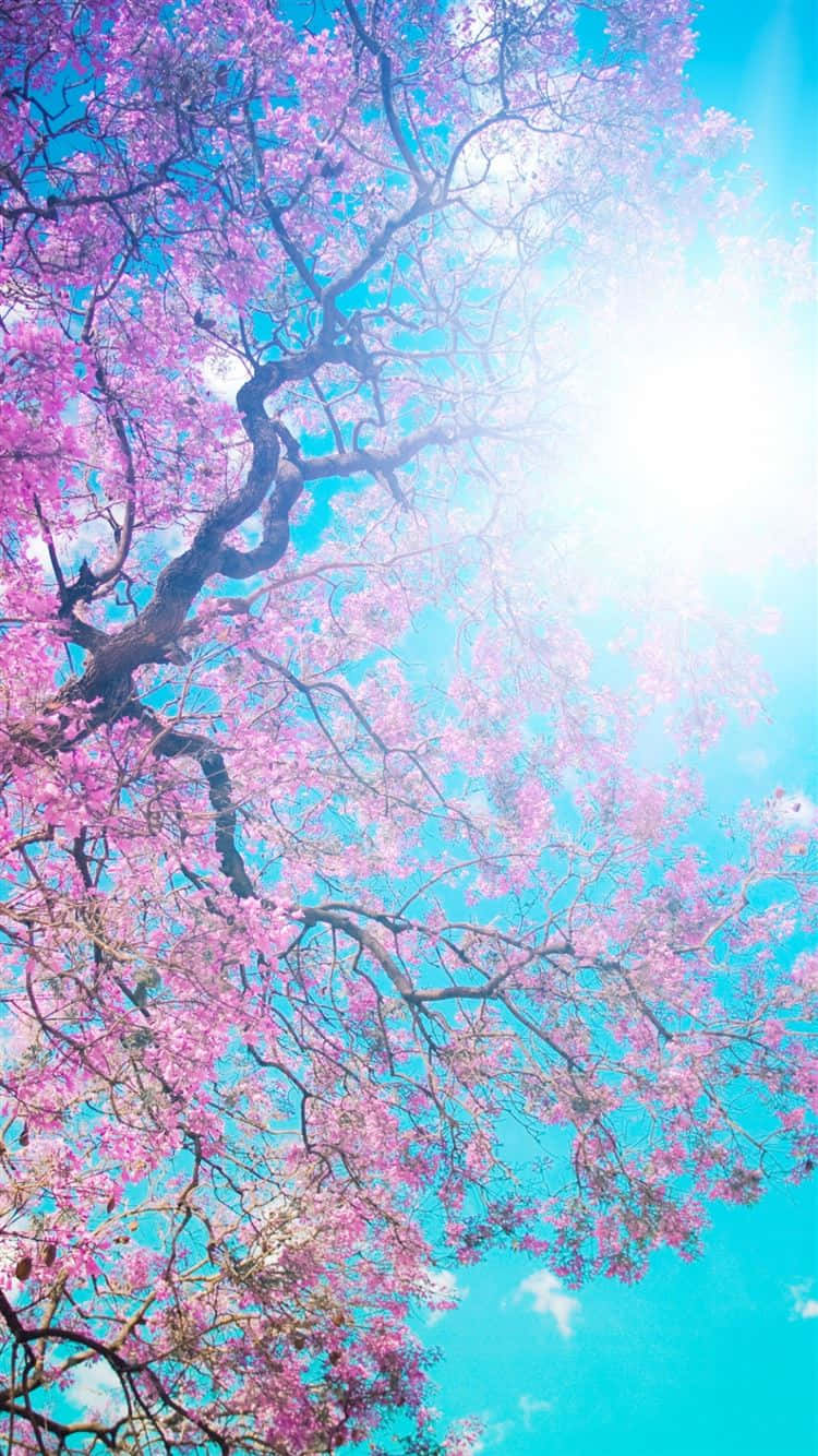 Lilac Tree 桌布 壁紙 — 一株充滿活力的粉紅櫻花樹枝向上伸展，襯著明亮的藍天，陽光穿透花瓣。