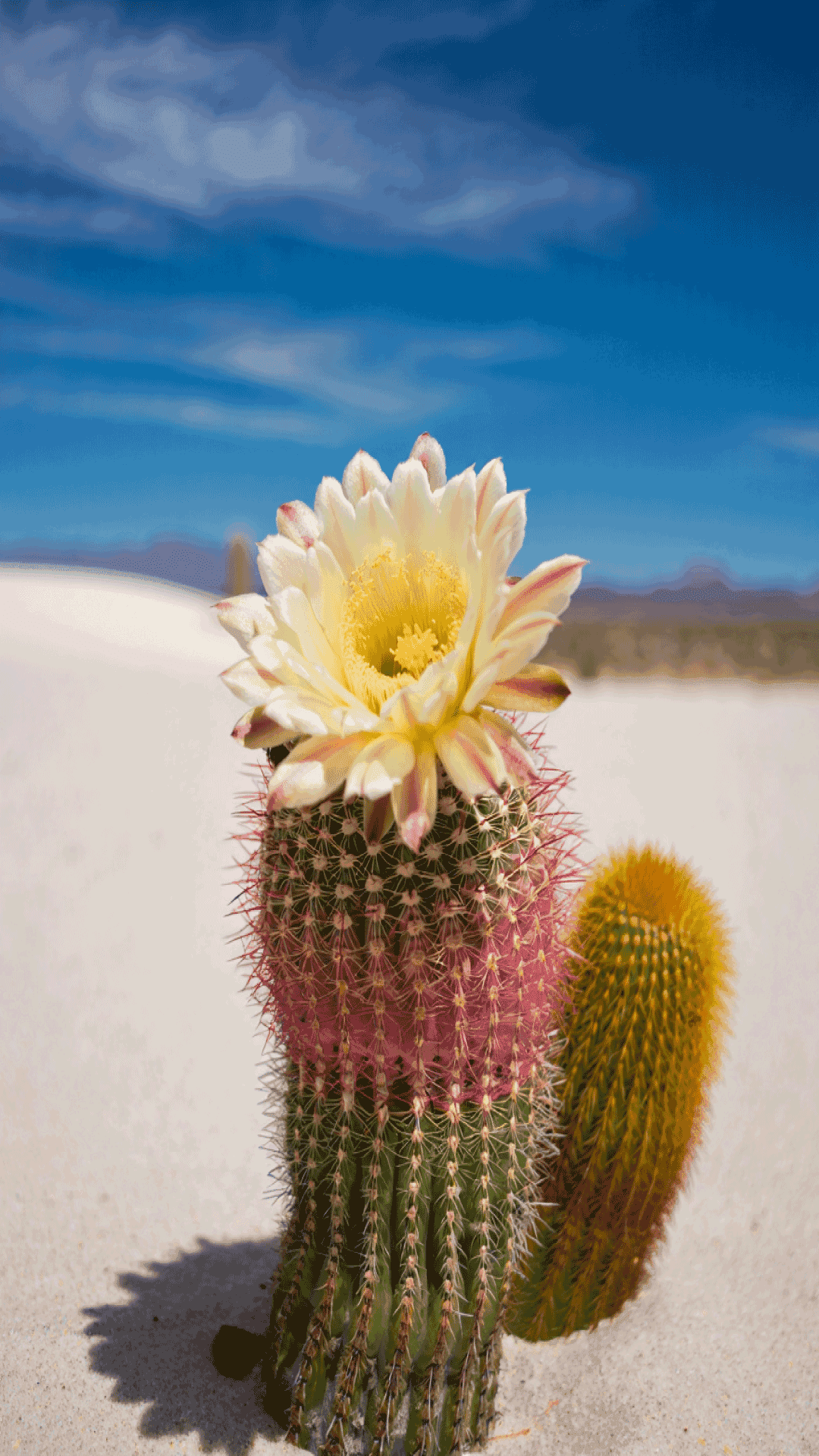 Cactus Flower 桌布 壁紙 — 一株充滿活力的粉紅色和綠色仙人掌，在晴朗的藍天下，在沙漠景觀中盛開著一朵巨大的白色花朵。