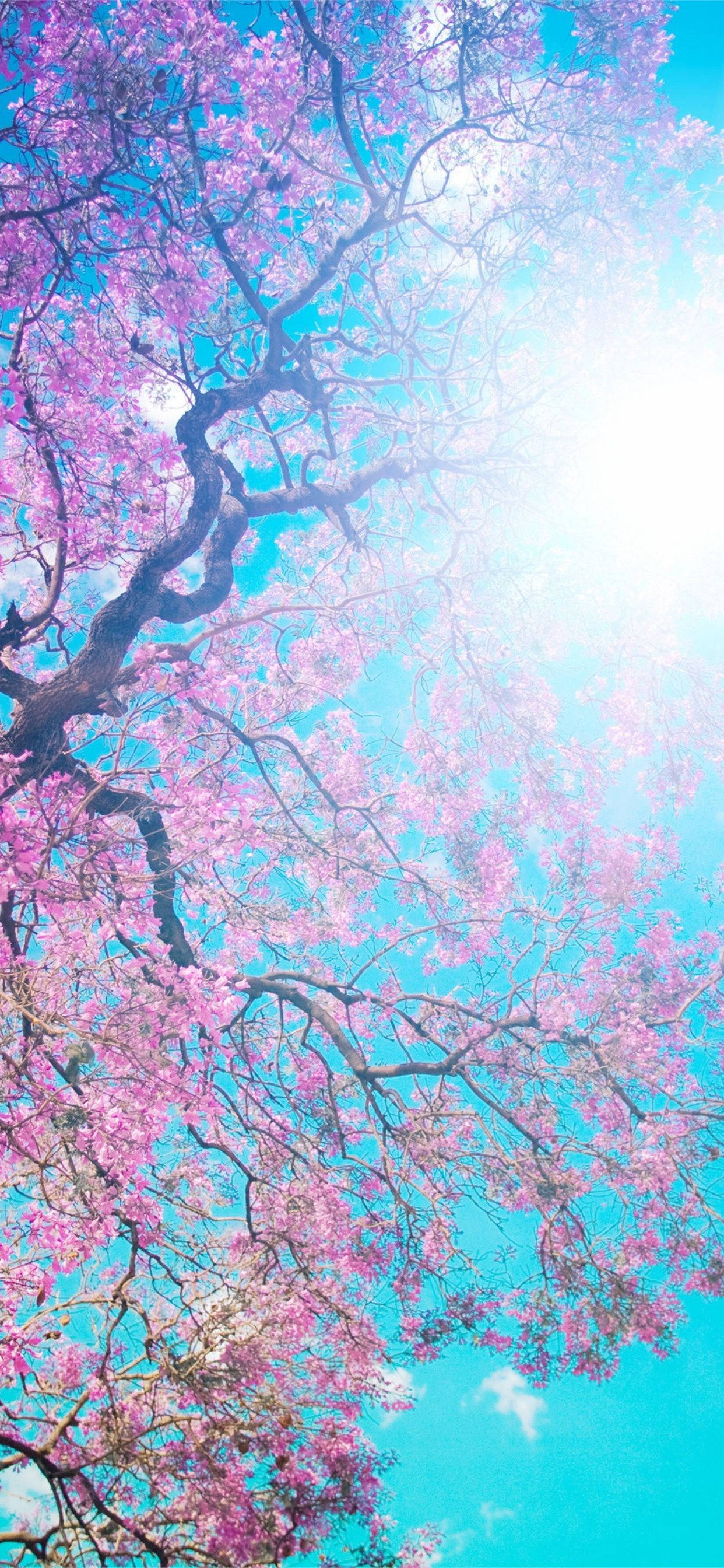 Sakura 桌布 壁紙 — 一株充滿活力的粉紅色櫻花樹枝向上伸展，襯托著陽光穿透的明亮藍天。