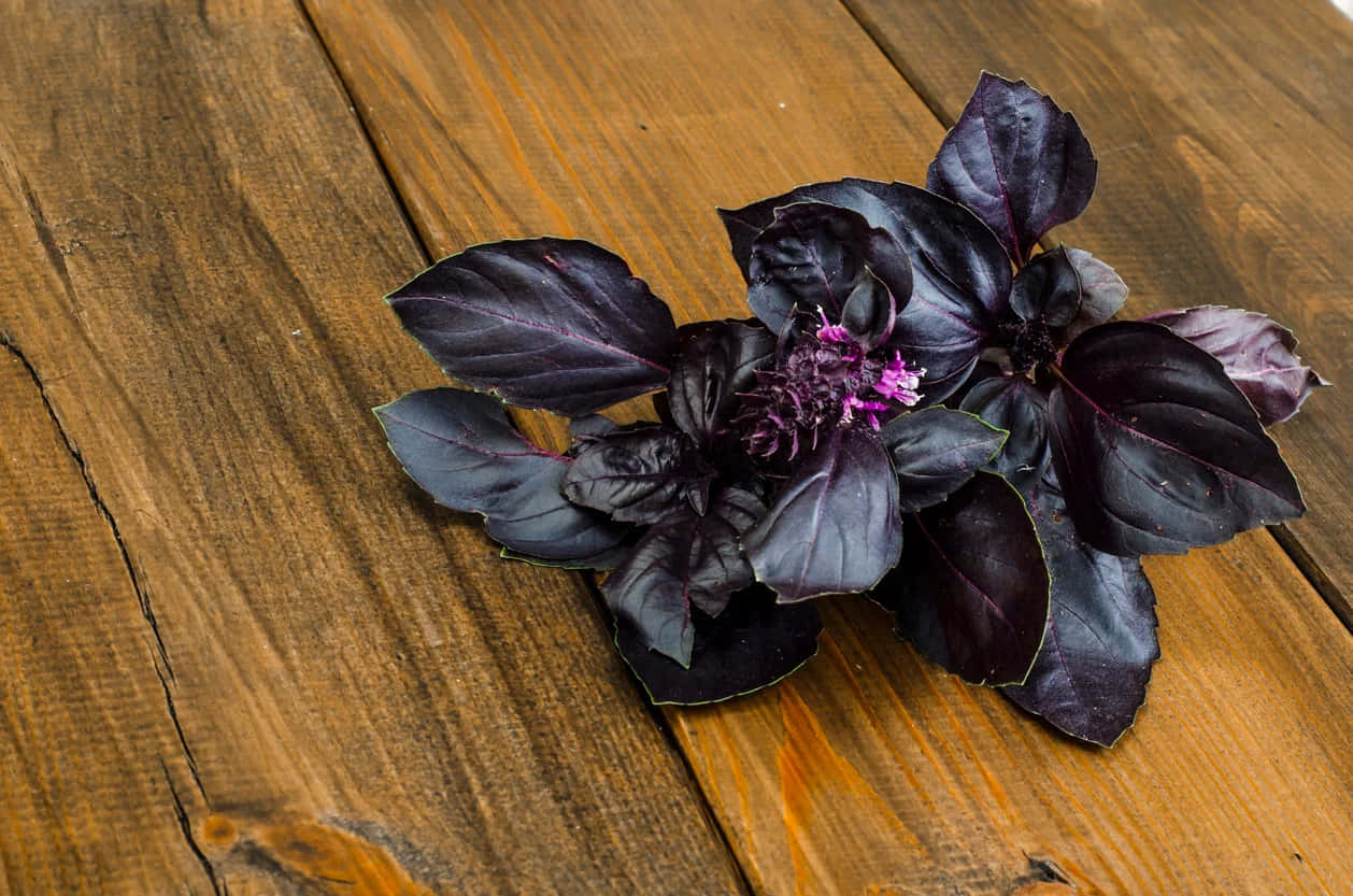 Purple Basil 桌布 壁紙 — 一株充滿活力的紫羅勒植物，帶有精緻的粉紅色花朵，放在一塊經風化的木質表面上。