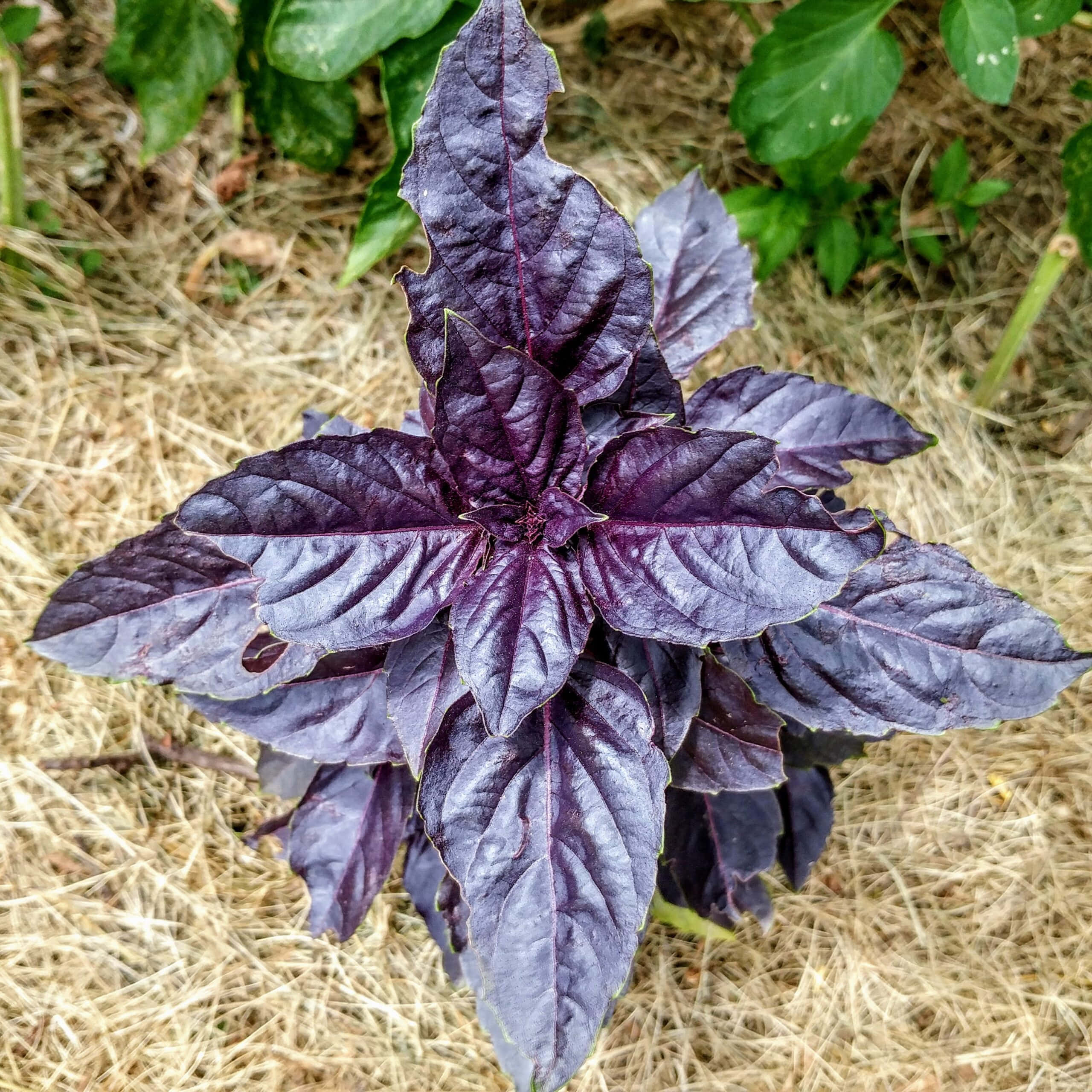 Purple Basil 桌布 壁紙 — 一株充滿活力的紫羅勒植物，葉片帶有紋理，生長在花園苗床的乾稻草覆蓋物中。