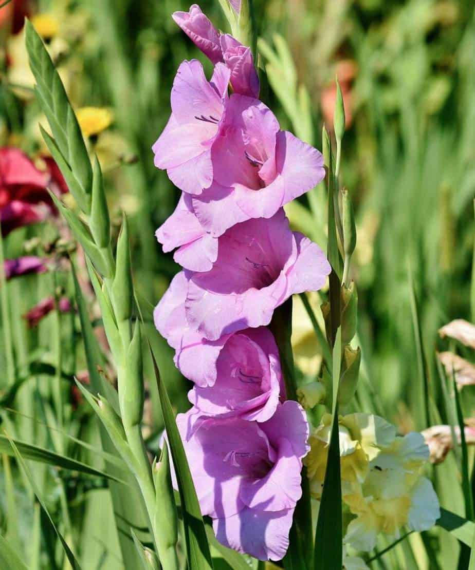 Gladiolus 桌布 壁紙 — 一株充滿活力的紫色劍蘭在陽光明媚的花園中高高綻放，帶有綠色莖幹和背景中模糊的彩色花朵。