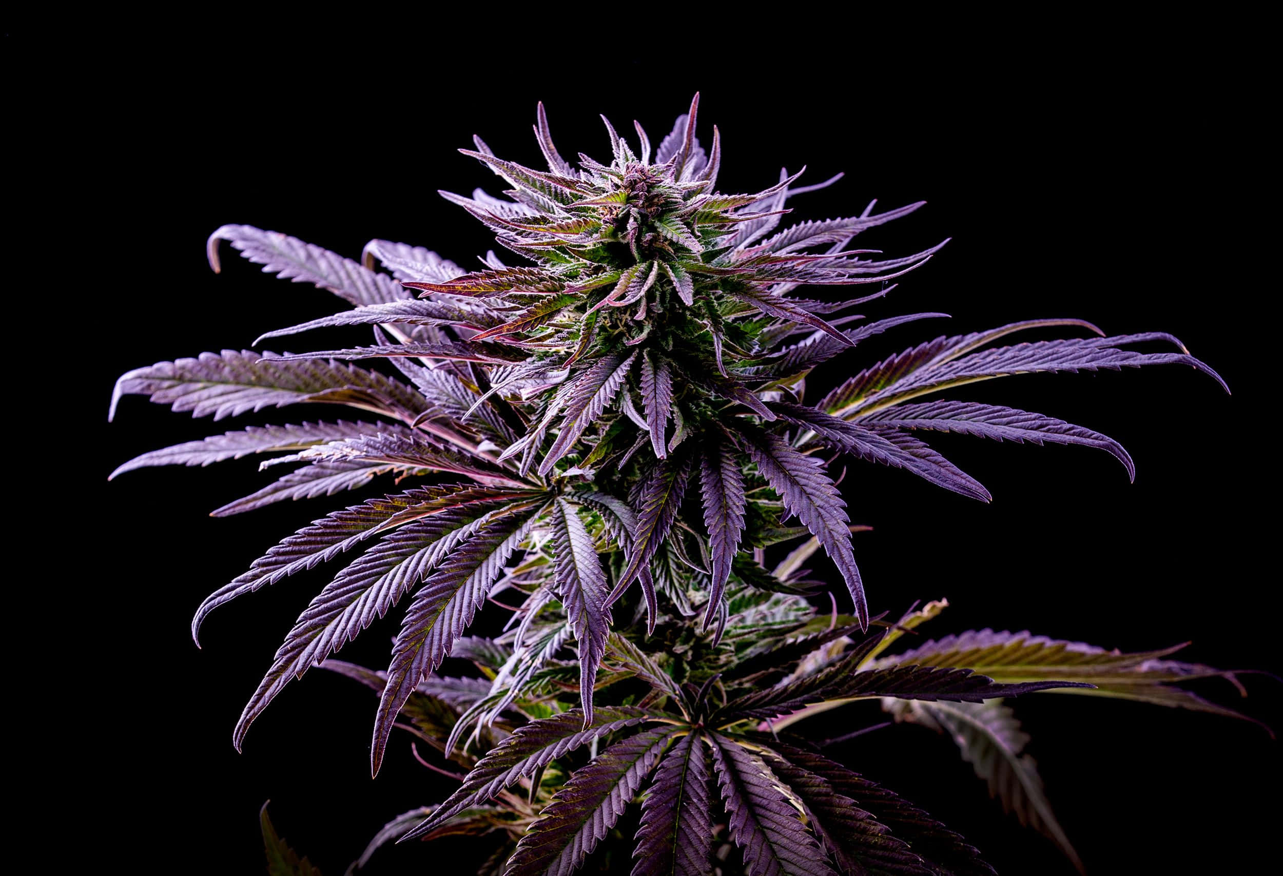 紫色 桌布 壁紙 — 一株充滿活力的紫色大麻植物特寫，帶有鋸齒狀葉子和密集的花蕾，背景為純黑色。