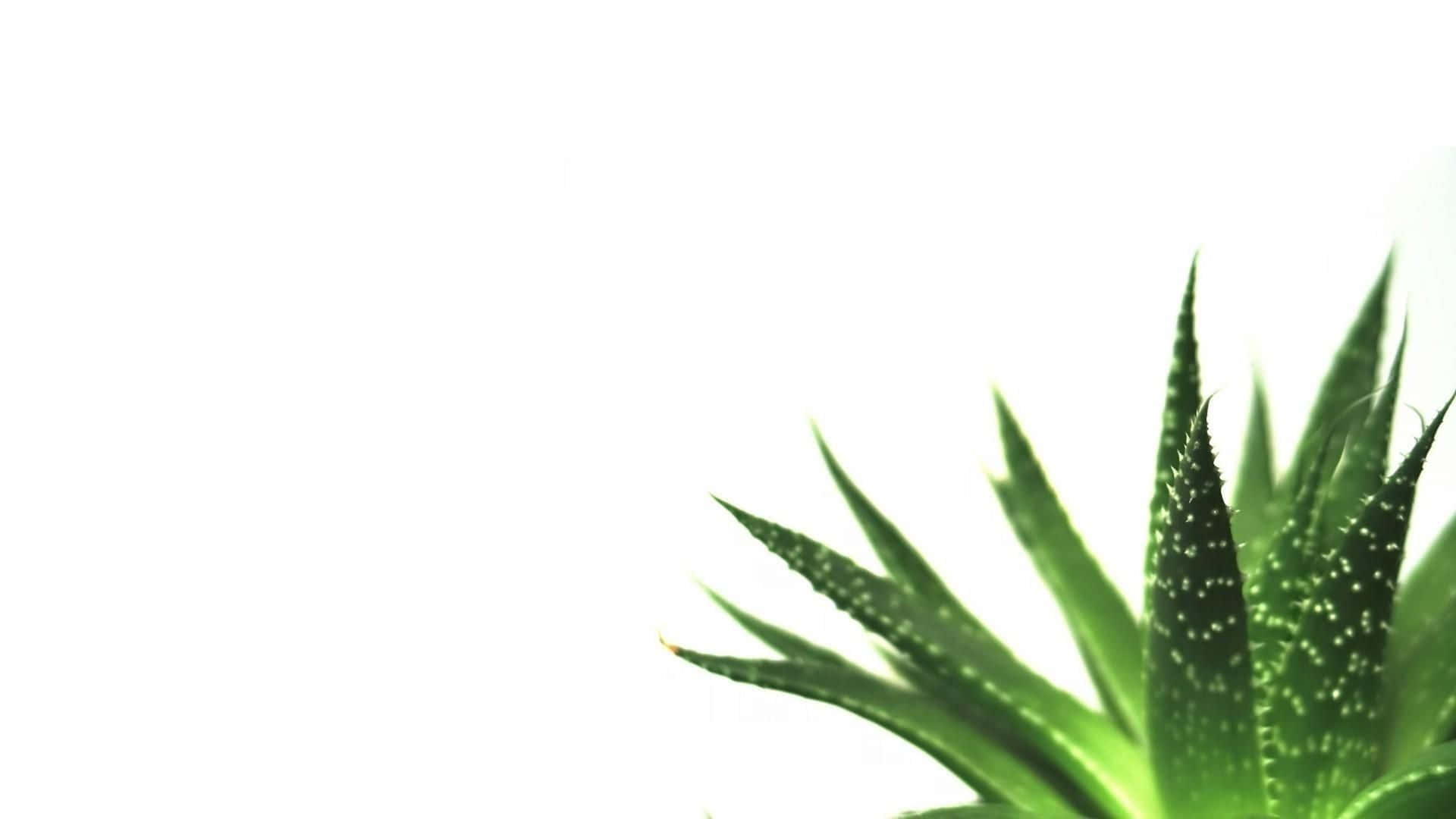 Minimalist Plant 桌布 壁紙 — 一株充滿活力的綠色多肉植物，帶有尖刺葉片和白色斑點，在純白背景上顯現出來。