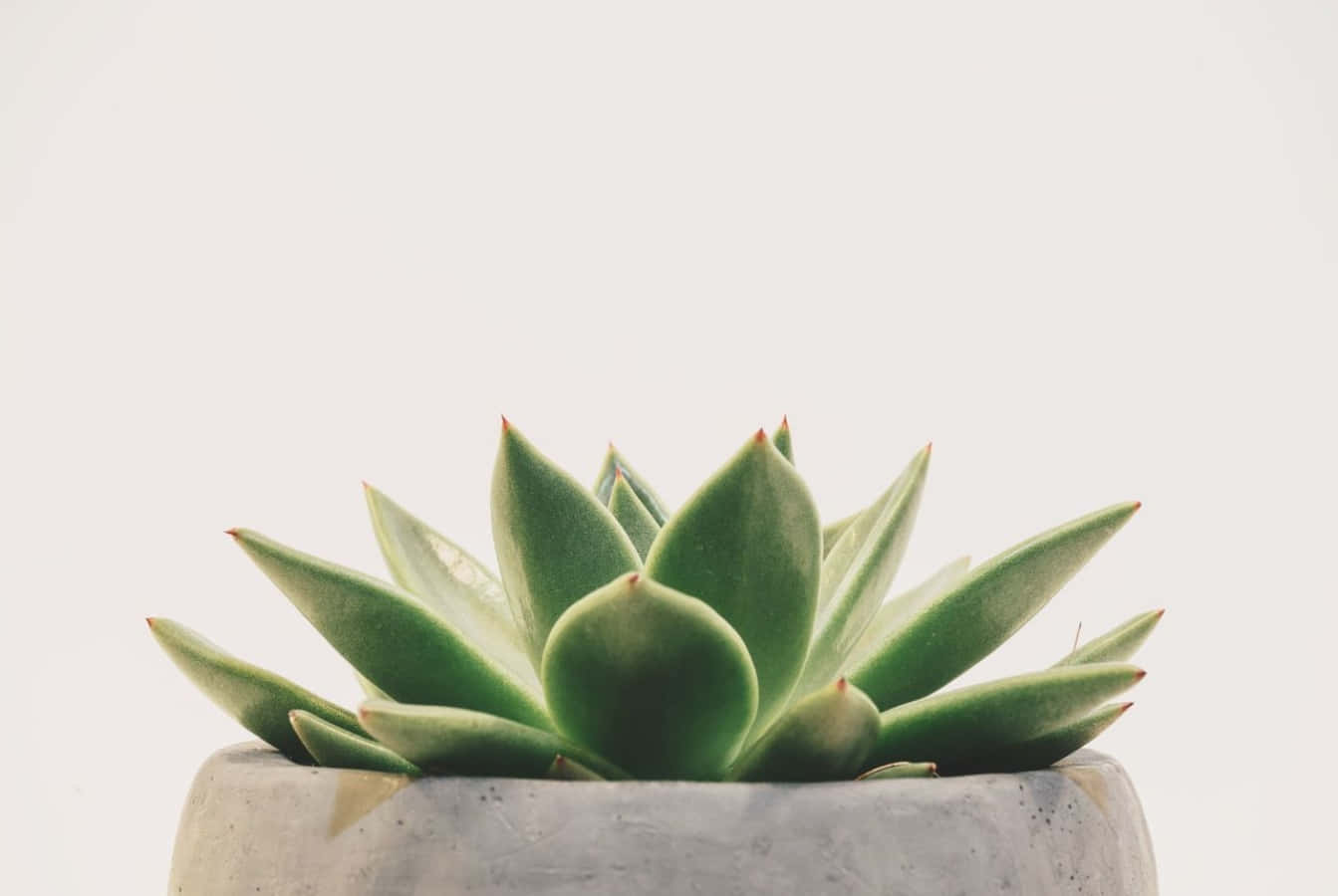 succulent 桌布 壁紙 — 一株充滿活力的綠色多肉植物，葉子尖尖的，放在一個有紋理的灰色混凝土花盆裡，背景是柔和的白色。