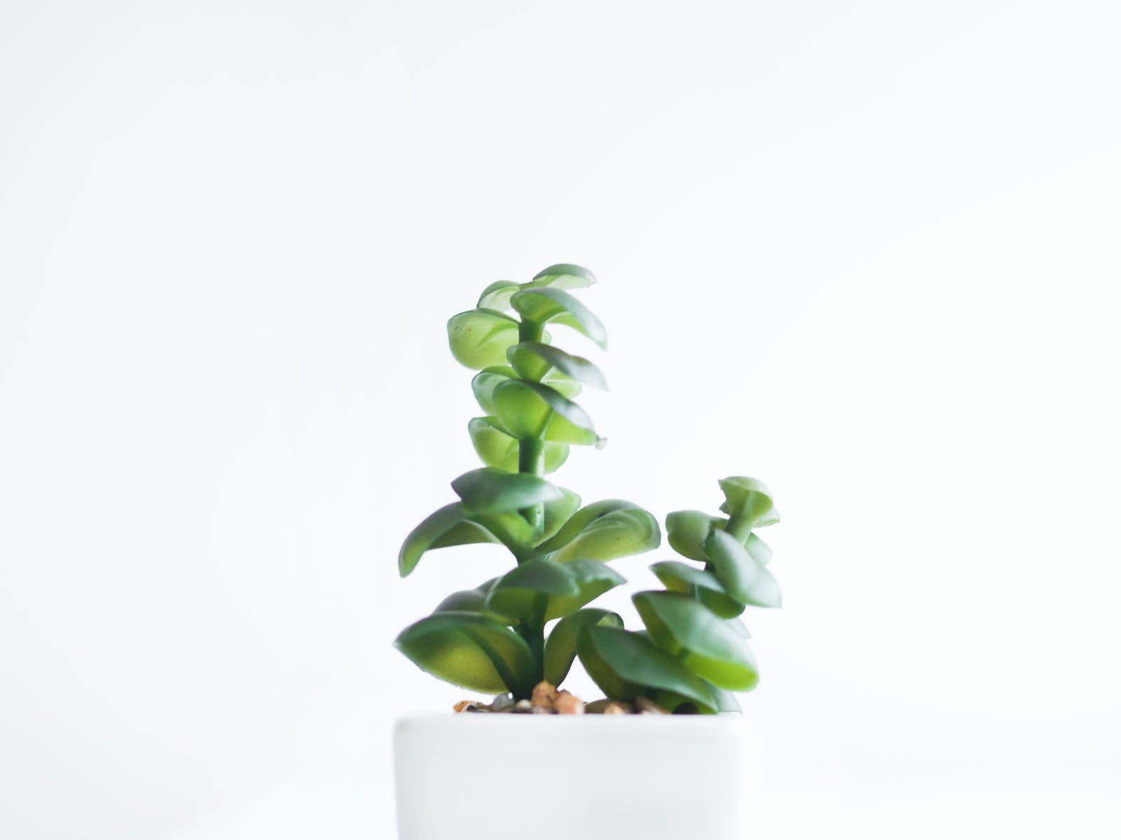 4K 白色 桌布 壁紙 — 一株充滿活力的綠色多肉植物，葉片層層疊疊，在簡約的白色花盆中，襯著明亮的白色背景生長。