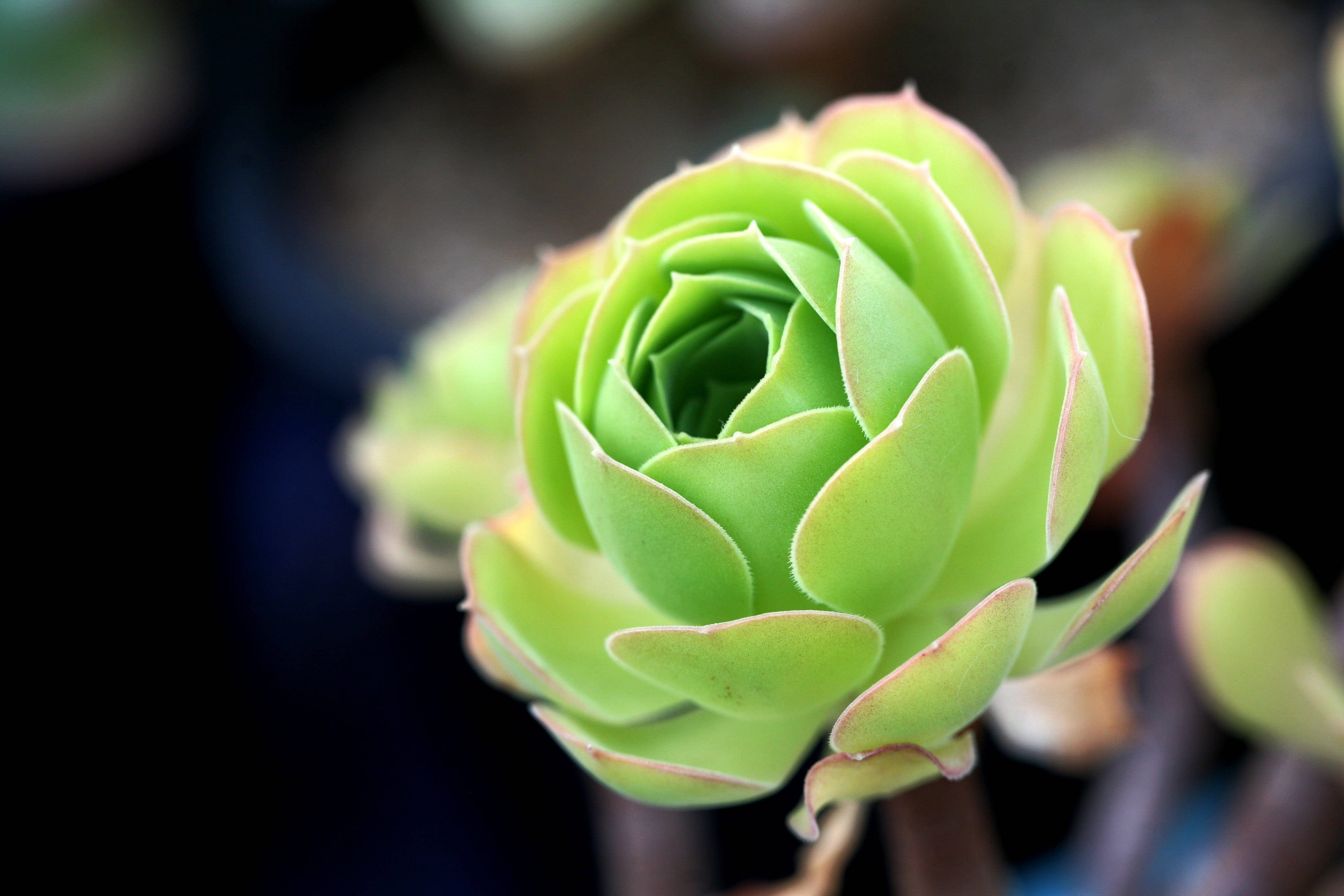 Plant Aesthetic 桌布 壁紙 — 一株充滿活力的綠色多肉植物特寫，層層疊疊的葉片形成緊密的蓮座狀，背景為深色模糊。