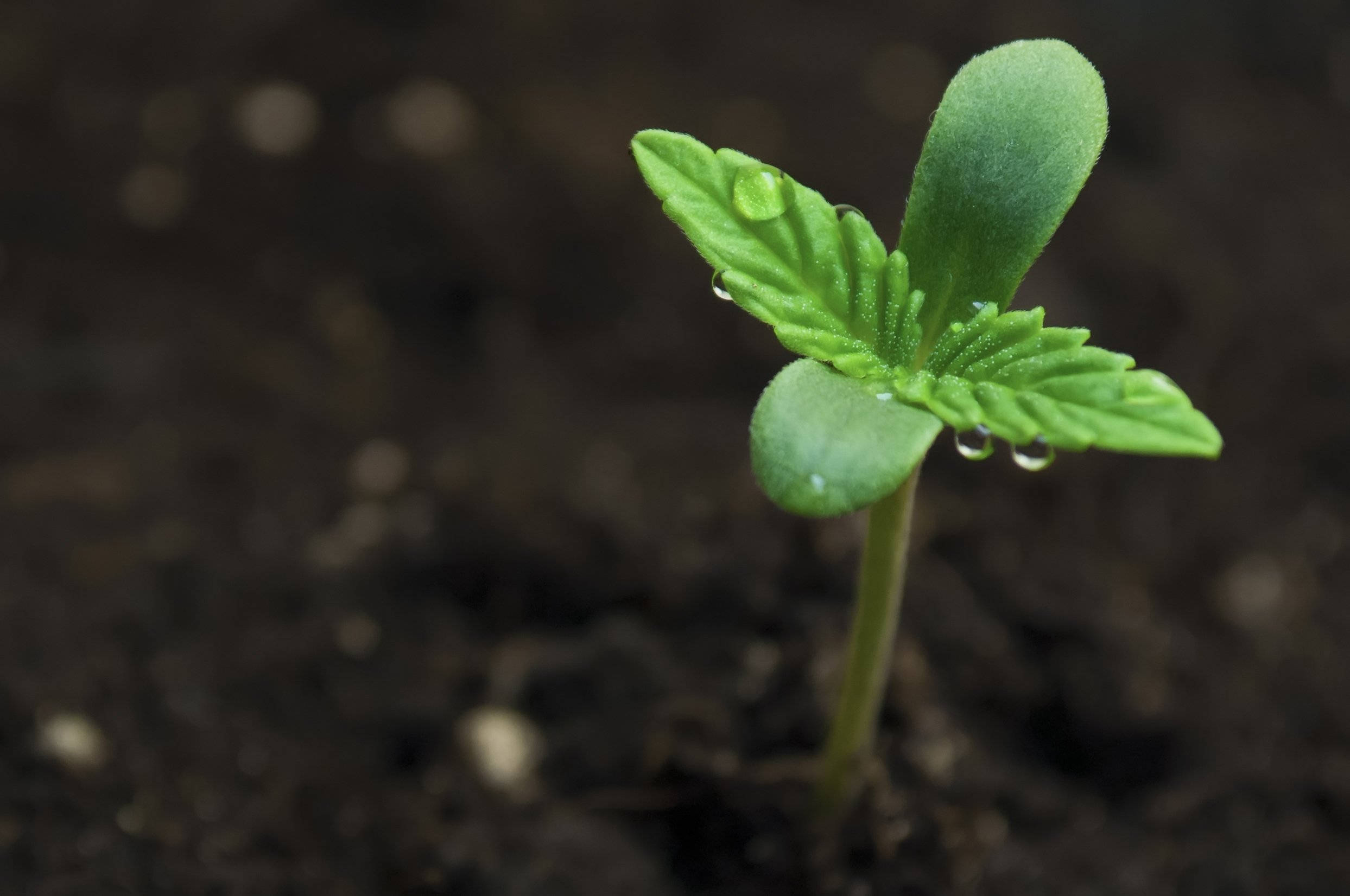 大麻 桌布 壁紙 — 一株充滿活力的綠色大麻幼苗從深色土壤中冒出，鋸齒狀葉片上閃爍著露珠。