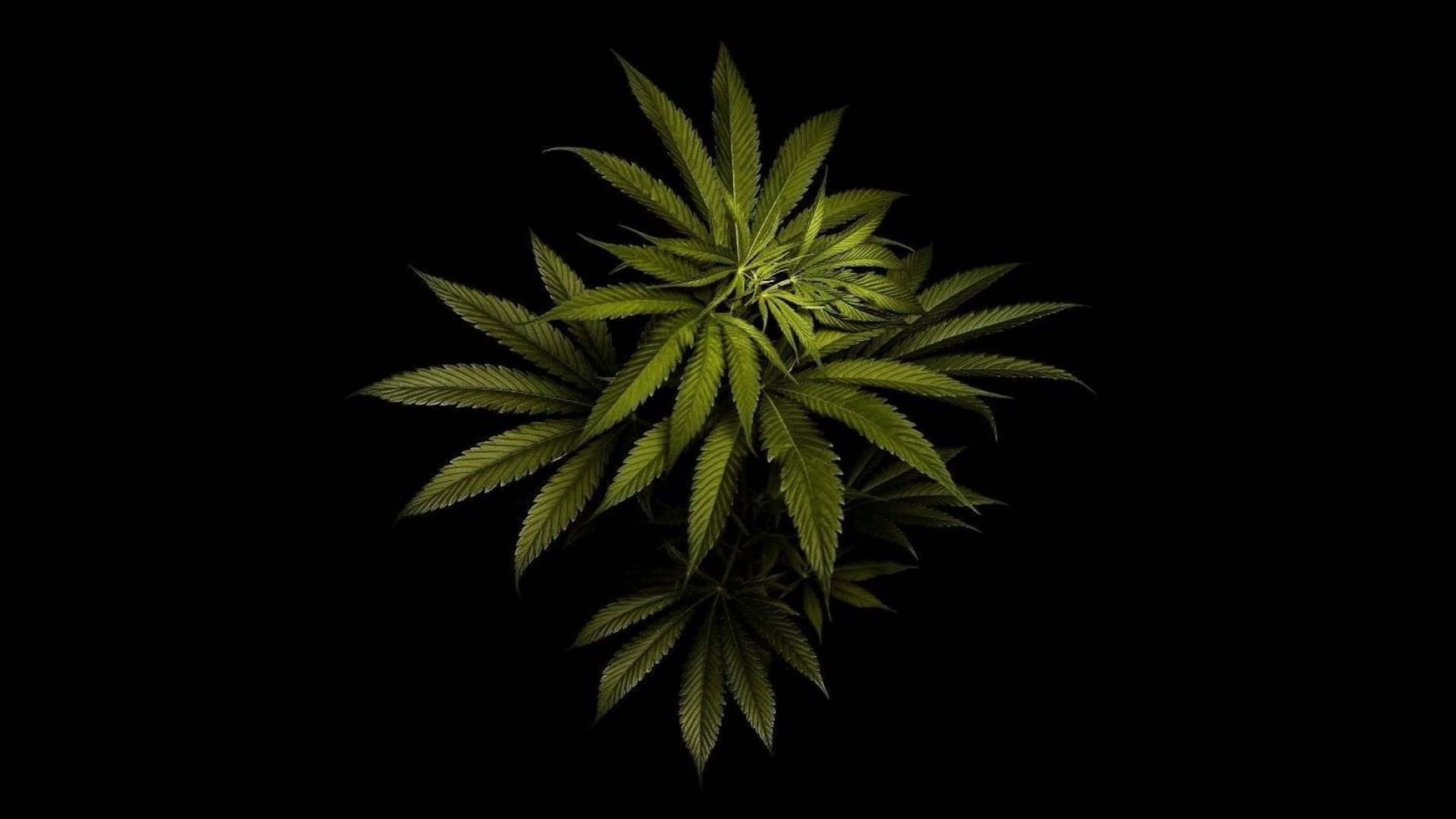 桌布 壁紙 — 一株充滿活力的綠色大麻植物，帶有鋸齒狀葉子，在純黑背景下散發光芒。