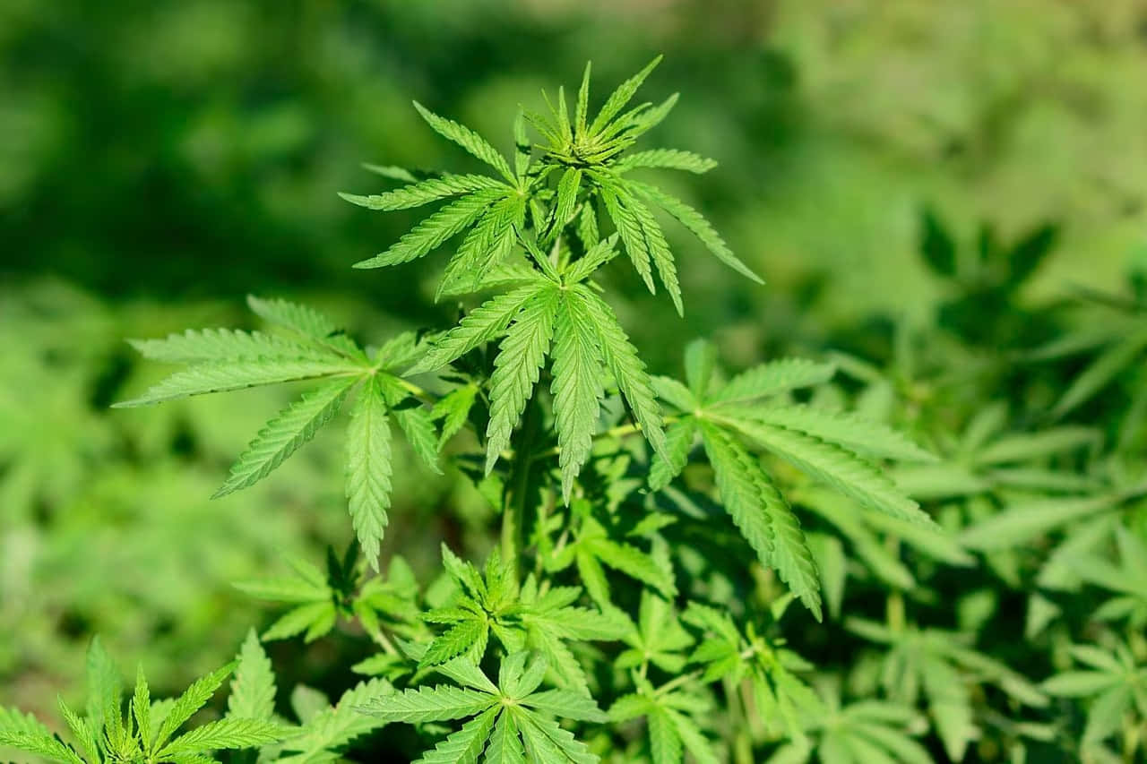 大麻 桌布 壁紙 — 一株充滿活力的綠色大麻植物，帶有鋸齒狀葉子，在柔和模糊的自然背景下脫穎而出。