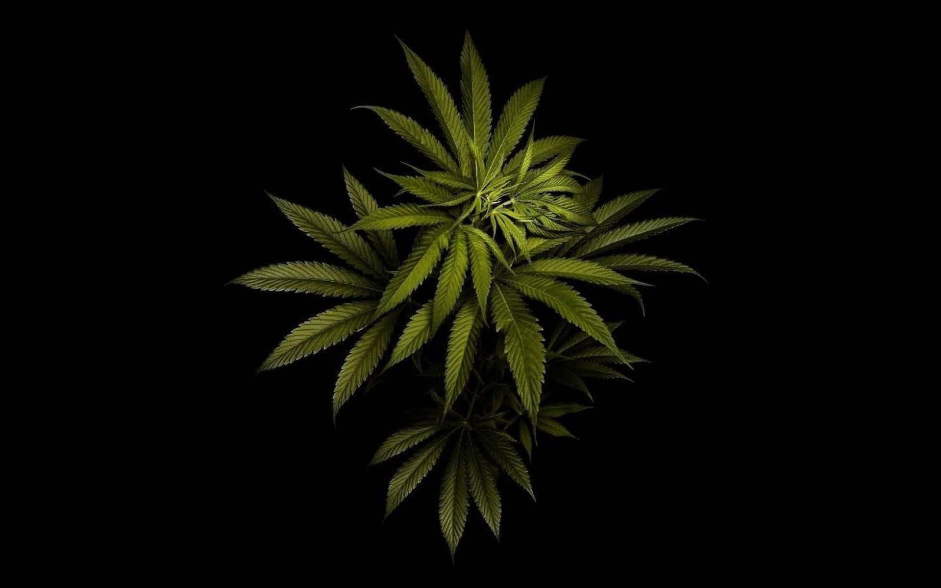 Marijuanas 桌布 壁紙 — 一株充滿活力的綠色大麻植物，帶有鋸齒狀葉片，在純黑背景上散發光芒。
