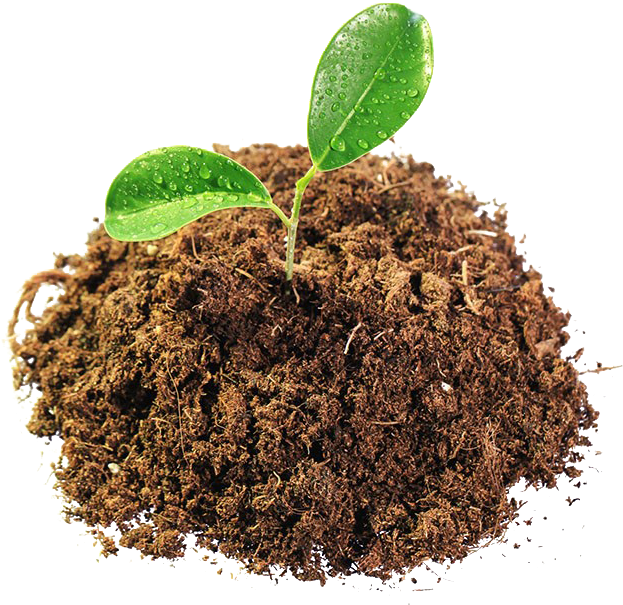 Sprout 桌布 壁紙 — 一株充滿活力的綠色嫩芽帶著露珠，從肥沃的紋理土壤中冒出，襯托在鮮明的黑色背景上。