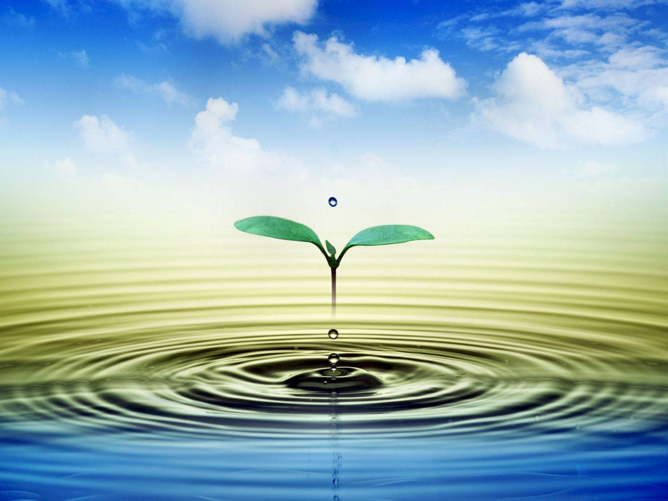 水 桌布 壁紙 — 一株充滿活力的綠色嫩芽從水波紋中冒出，背景是晴朗的藍天和 fluffy 的白雲。