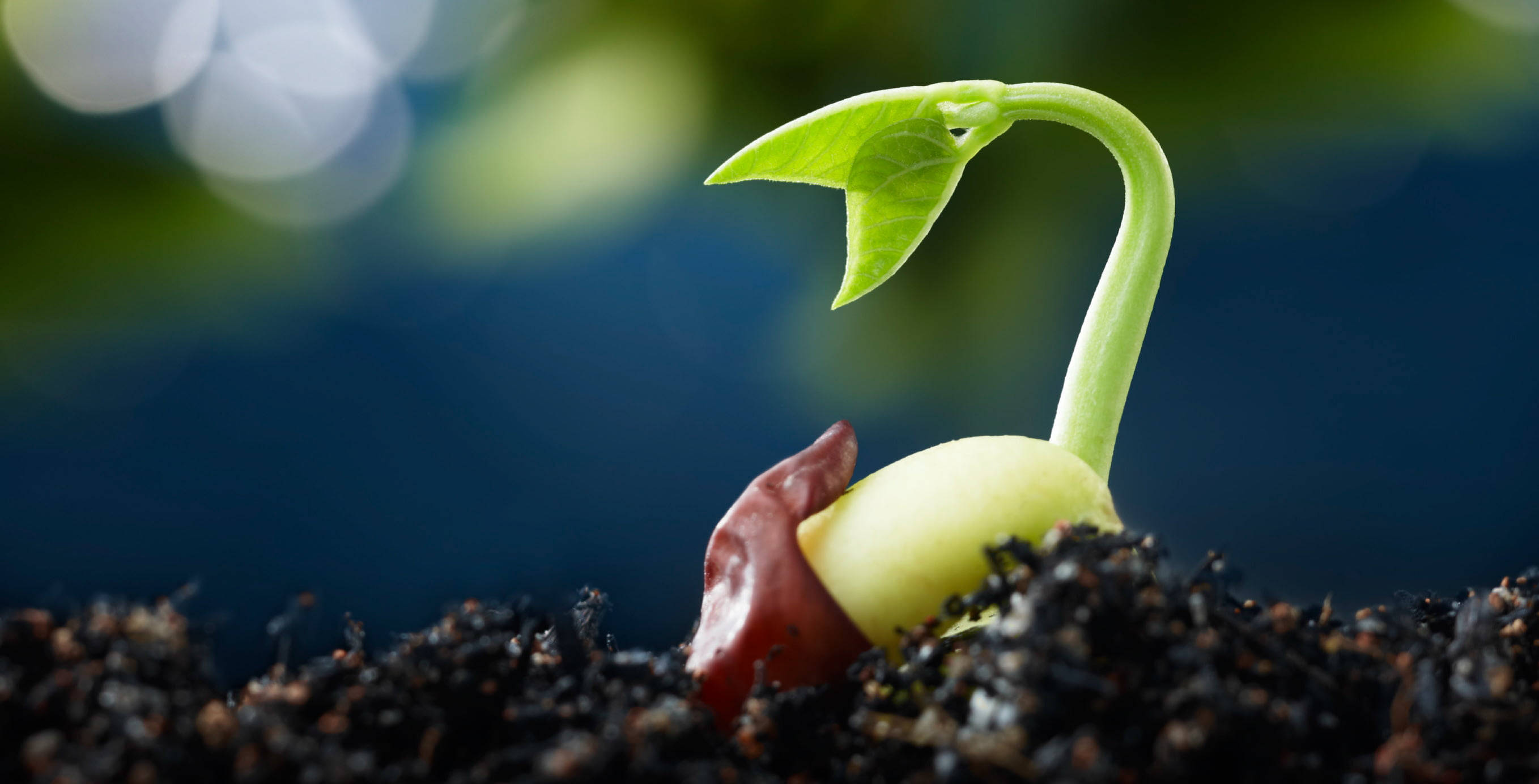 Plant Aesthetic 桌布 壁紙 — 一株充滿活力的綠色嫩芽從肥沃的深色土壤中冒出，背景是模糊的藍色和綠色。