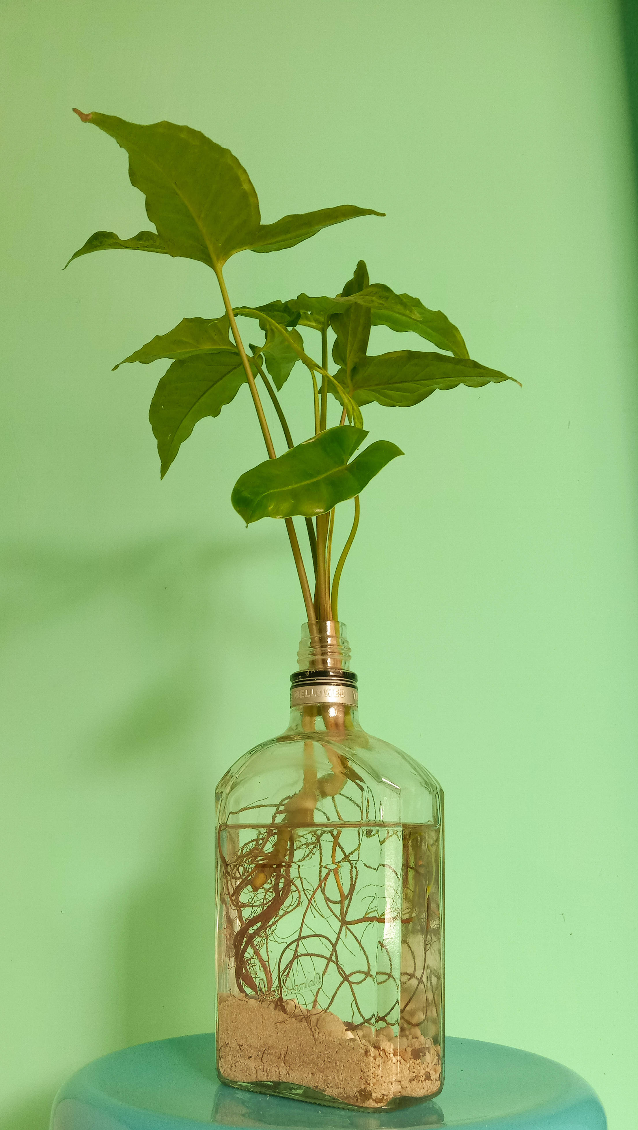 綠色美學 桌布 壁紙 — 一株充滿活力的綠色植物，帶有可見的根部，生長在一個裝滿水和沙子的透明玻璃瓶中，背景是柔和的薄荷綠色。