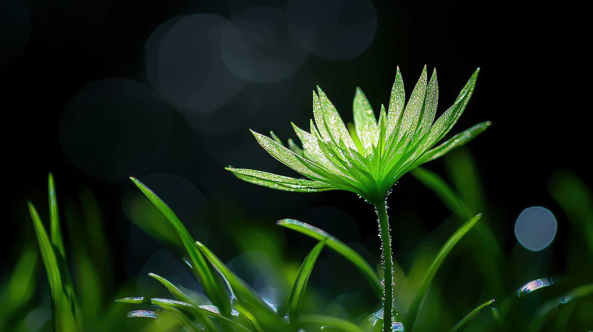 Close-Up of Dewy Green Plant in Darkness 壁紙 — 一株充滿活力的綠色植物帶有露珠，在黑暗模糊的背景中閃耀，伴隨著柔和的散景燈光。
