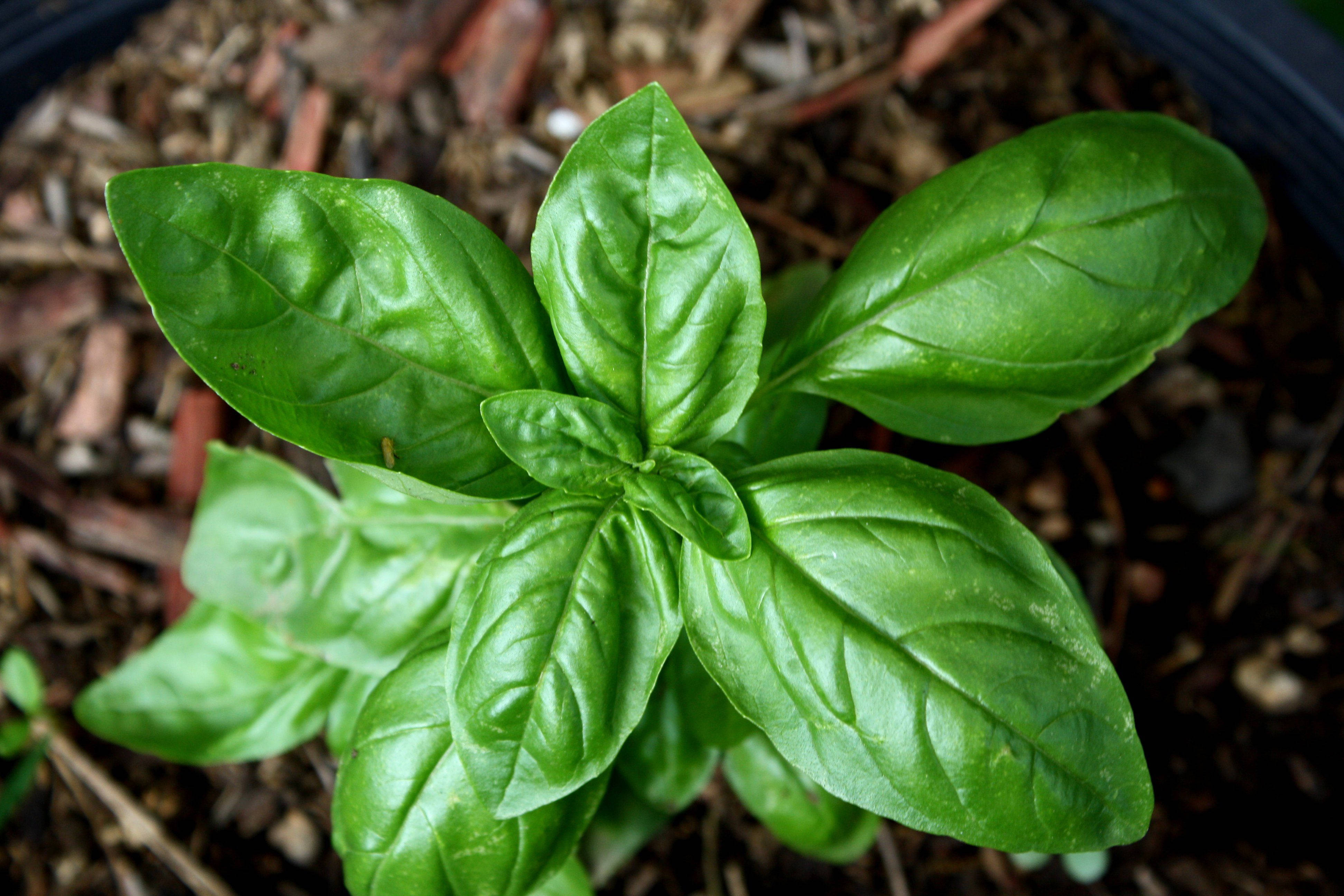 Vegetables 桌布 壁紙 — 一株充滿活力的綠色羅勒植物，葉片光澤，生長在深色花盆內的肥沃土壤中。