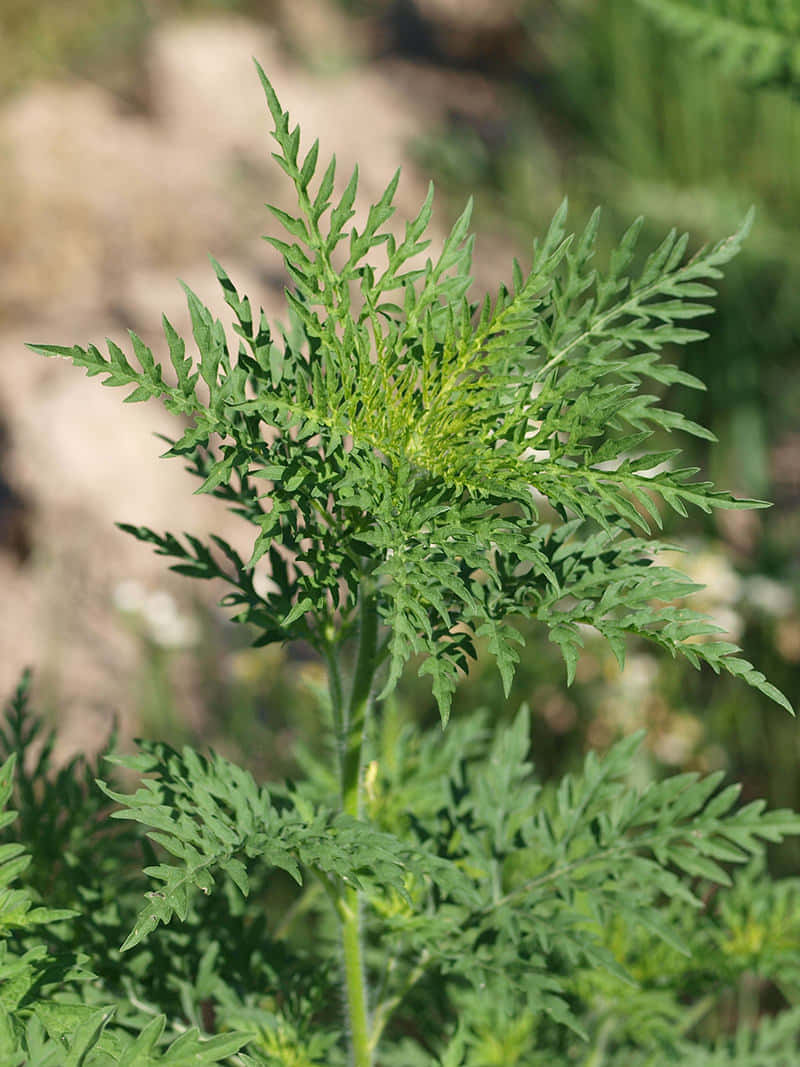 Plant 桌布 壁紙 — 一株充滿活力的綠色葉子植物特寫，帶有羽毛狀的葉片，在柔和模糊的自然背景下高高聳立。