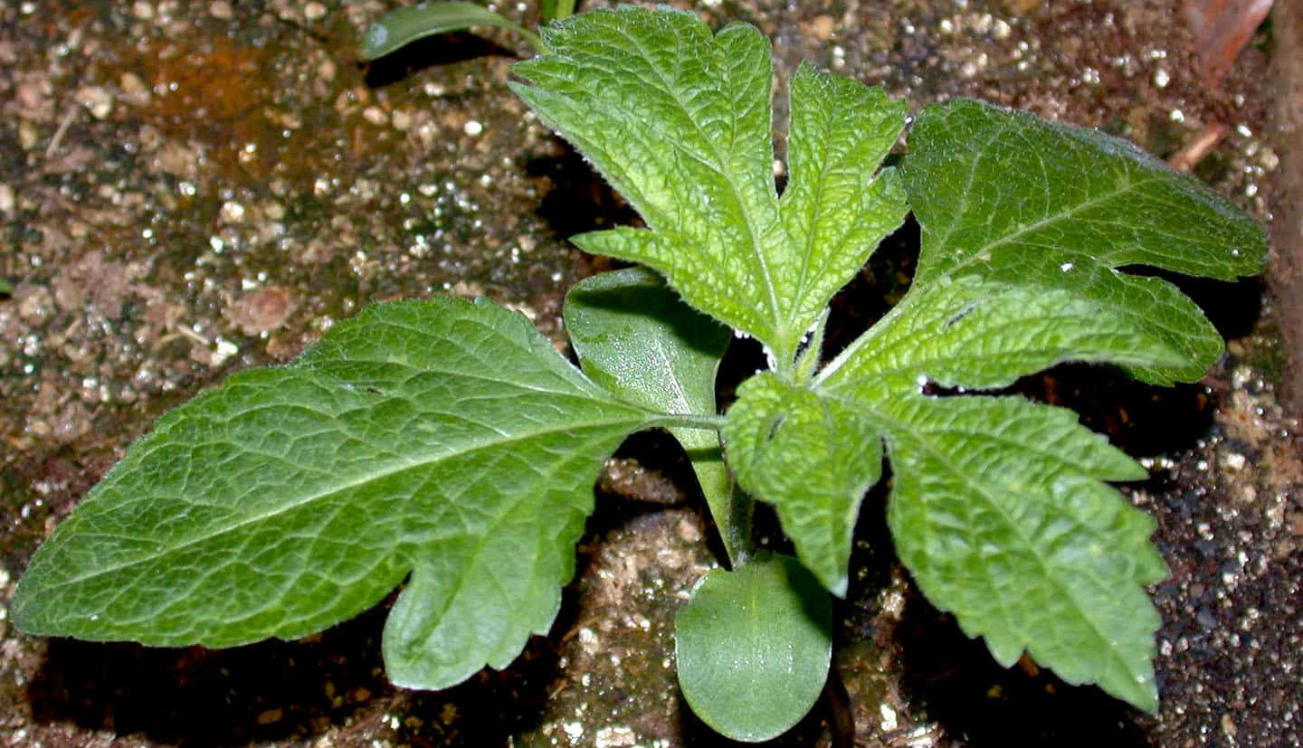 Plant 桌布 壁紙 — 一株充滿活力的綠色葉植物從潮濕的泥土中發芽，帶有複雜葉脈的葉子捕捉柔和自然光。
