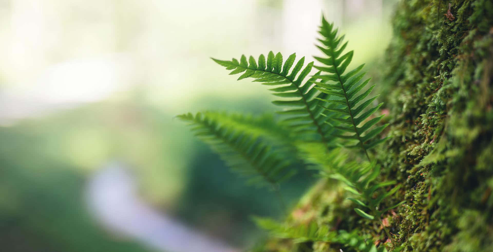 自然 桌布 壁紙 — 一株充滿活力的綠色蕨類植物在長滿苔蘚的樹幹上展開，陽光斑駁的森林中有一條模糊蜿蜒的小徑。