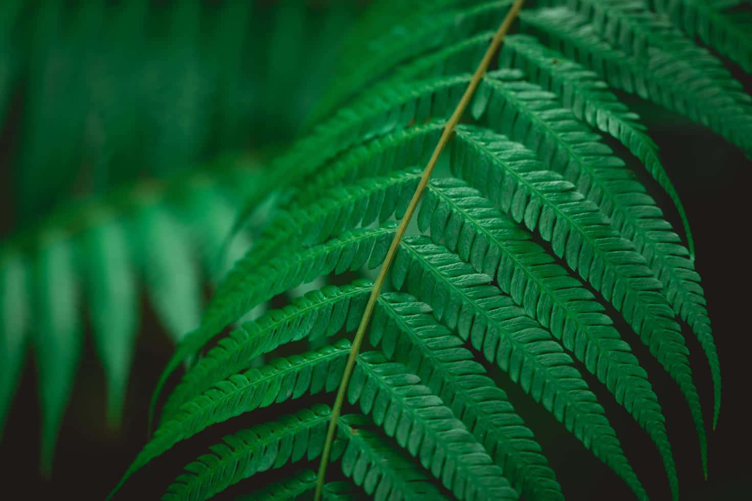 Greenery 桌布 壁紙 — 一株充滿活力的綠色蕨類植物葉片特寫，葉片細節清晰，背景柔和模糊的深色。