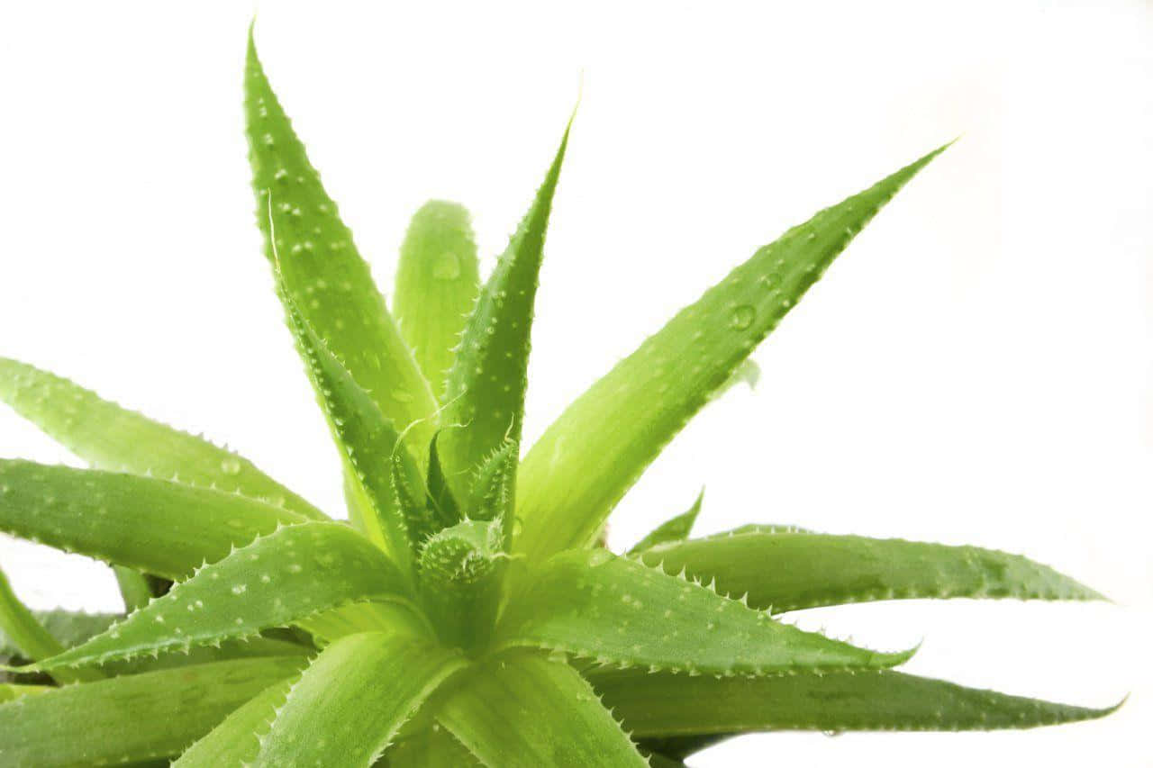 Aloe Vera 桌布 壁紙 — 一株充滿活力的綠色蘆薈植物，帶有閃閃發光的露珠，映襯在純白色背景上。