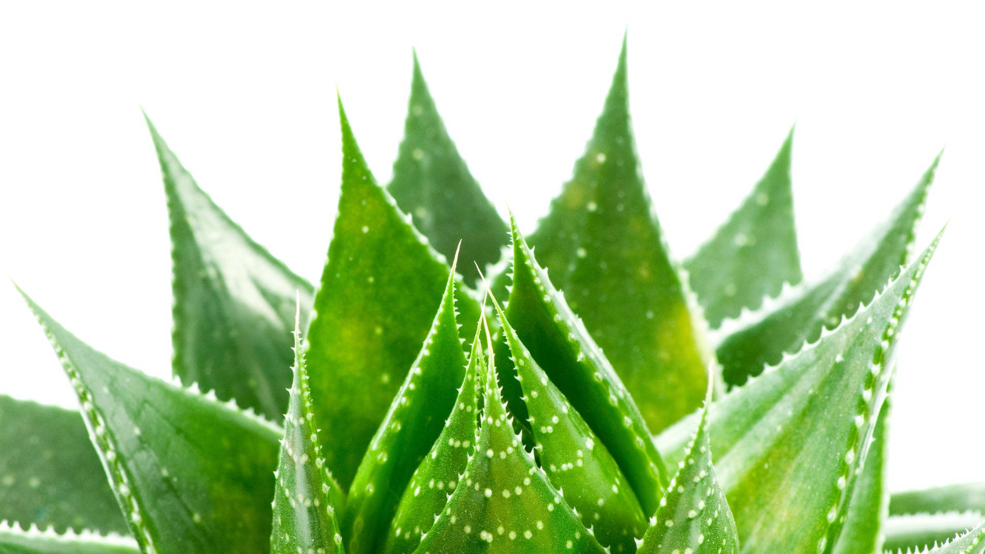 Plant 桌布 壁紙 — 一株充滿活力的綠色蘆薈植物特寫，葉片呈鋸齒狀，帶有細小白點，背景為亮白色。