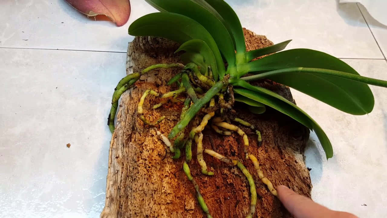Orchid Flower 桌布 壁紙 — 一株充滿活力的綠色蘭花，根部外露，生長在瓷磚地板上一塊粗糙的樹皮上。