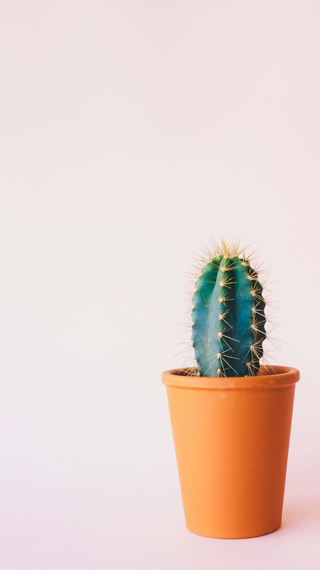 Cactus 桌布 壁紙 — 一株充滿活力的藍綠色仙人掌，帶有金色尖刺，種在陶土花盆中，背景是柔和的粉紅色。