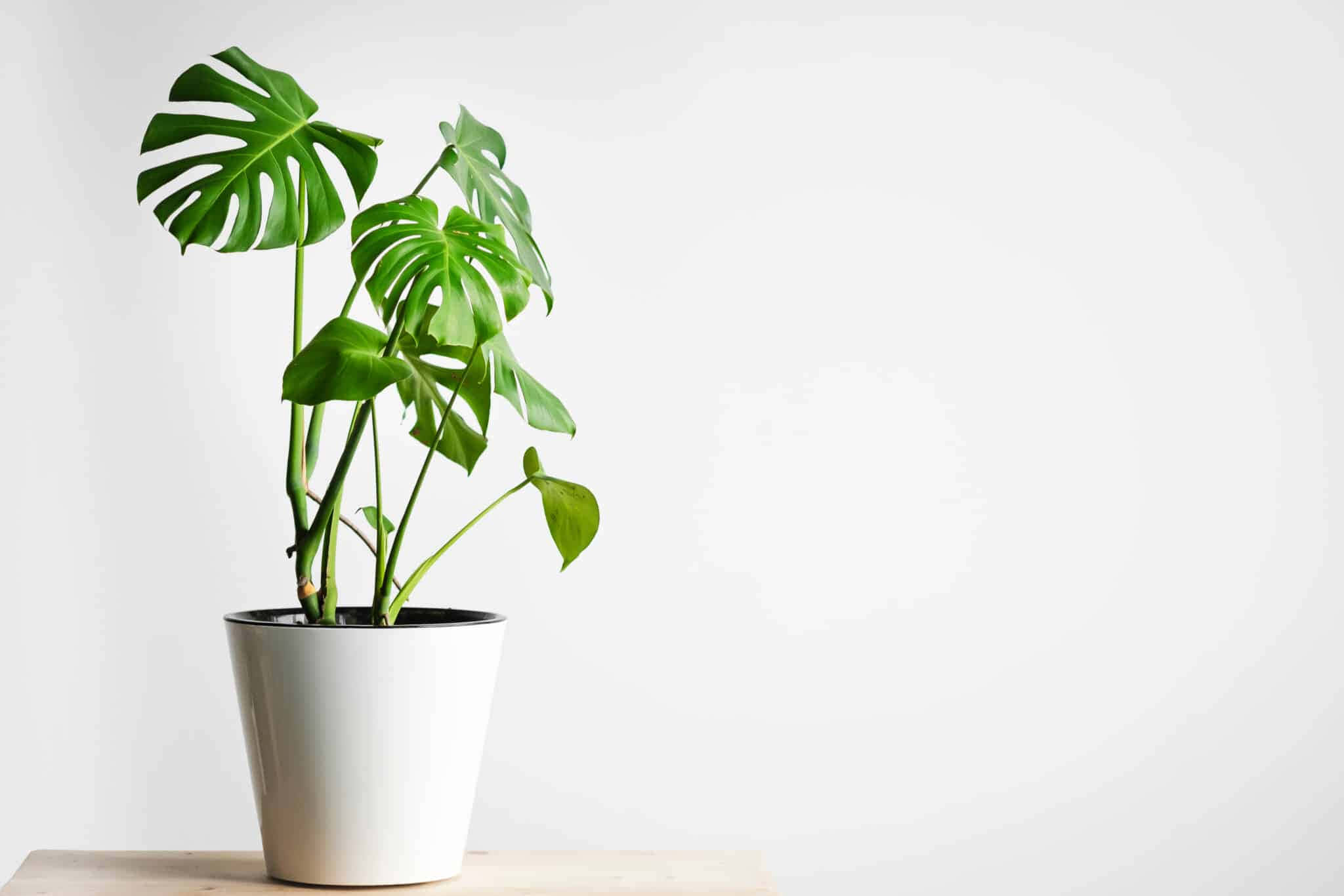 Plant 桌布 壁紙 — 一株充滿活力的龜背芋，帶有大片裂葉，放在簡約白色牆壁前的木質表面上一個時尚的白色花盆中。