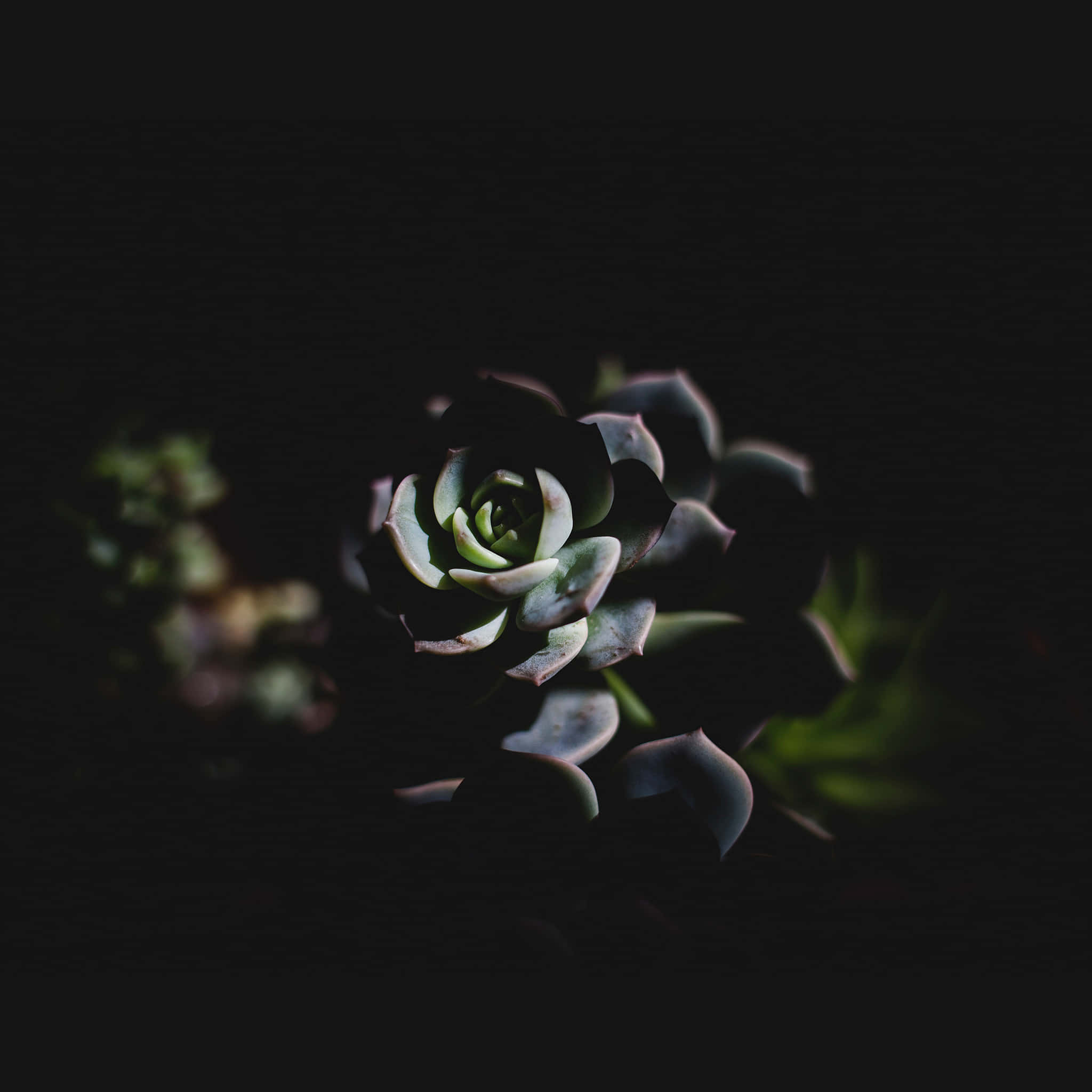 Dark Flower Aesthetic 桌布 壁紙 — 一株多肉植物，葉片層層疊疊的綠色，在深黑色背景上柔和地發光。
