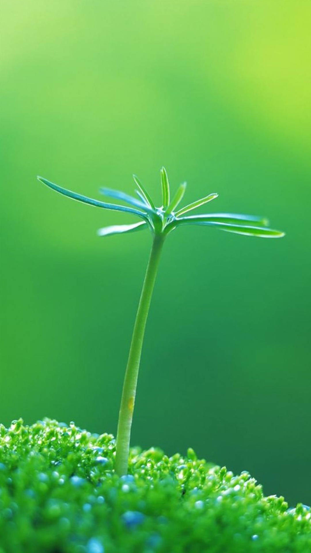 Plant 桌布 壁紙 — 一株嫩綠的幼苗在柔和自然光下從鮮活的苔蘚中冒出，背景是模糊的綠色。