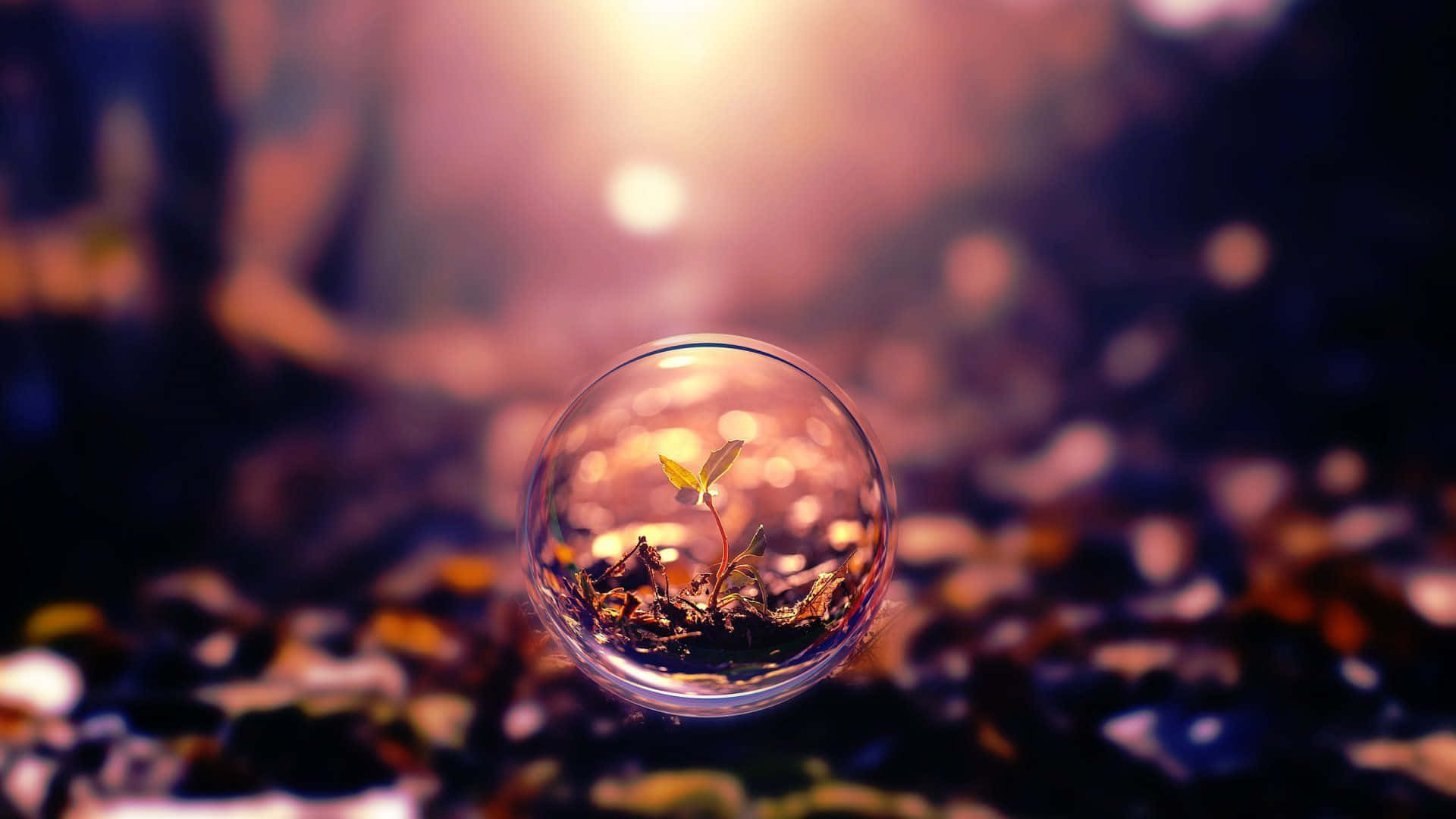 Crystal Ball 桌布 壁紙 — 一株嬌嫩的幼苗在溫暖金色光線下，生長在彩色卵石床上的玻璃球內。