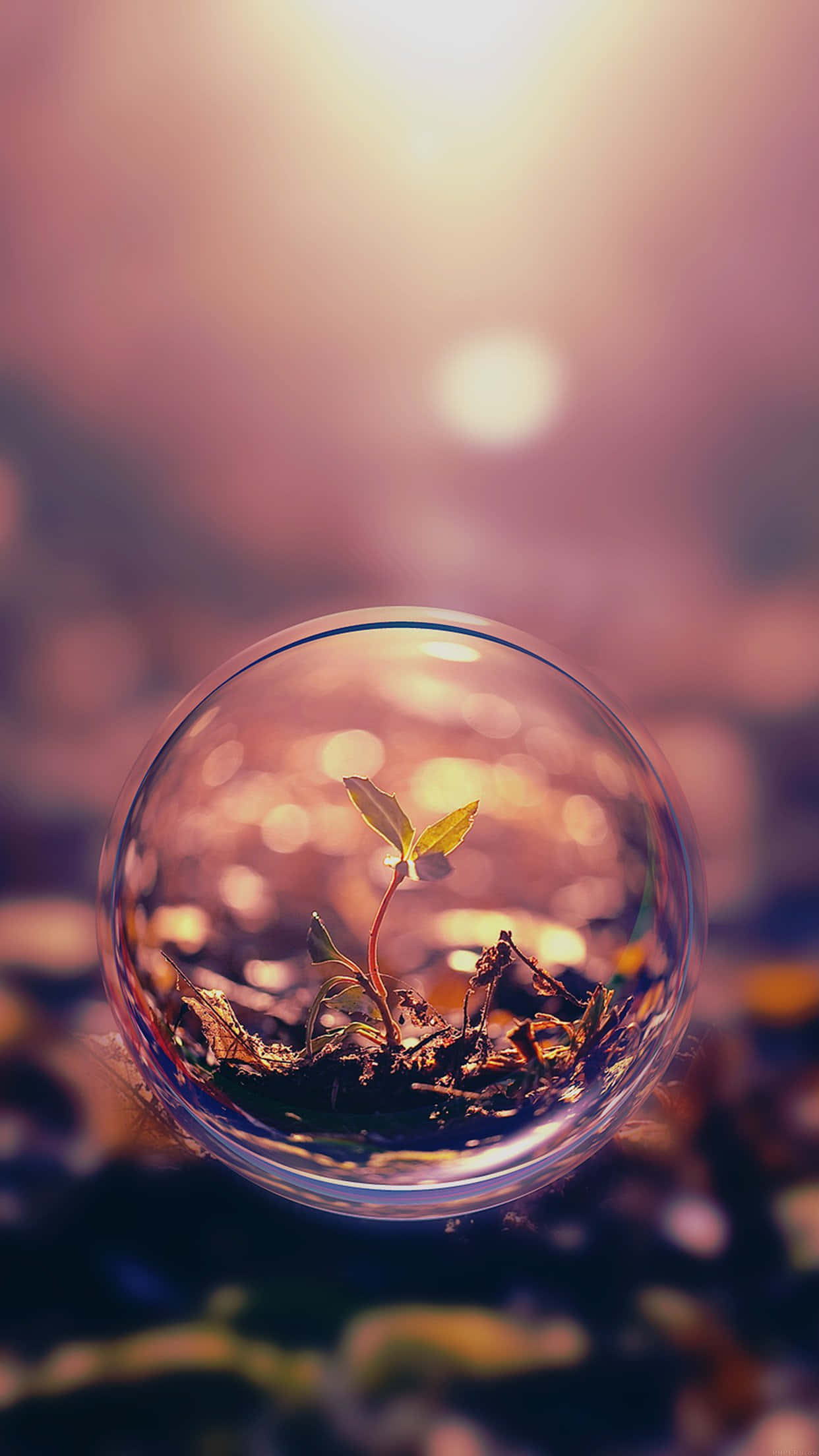 Bubble 桌布 壁紙 — 一株嬌嫩的幼苗在玻璃球內生長，背景溫暖發光。