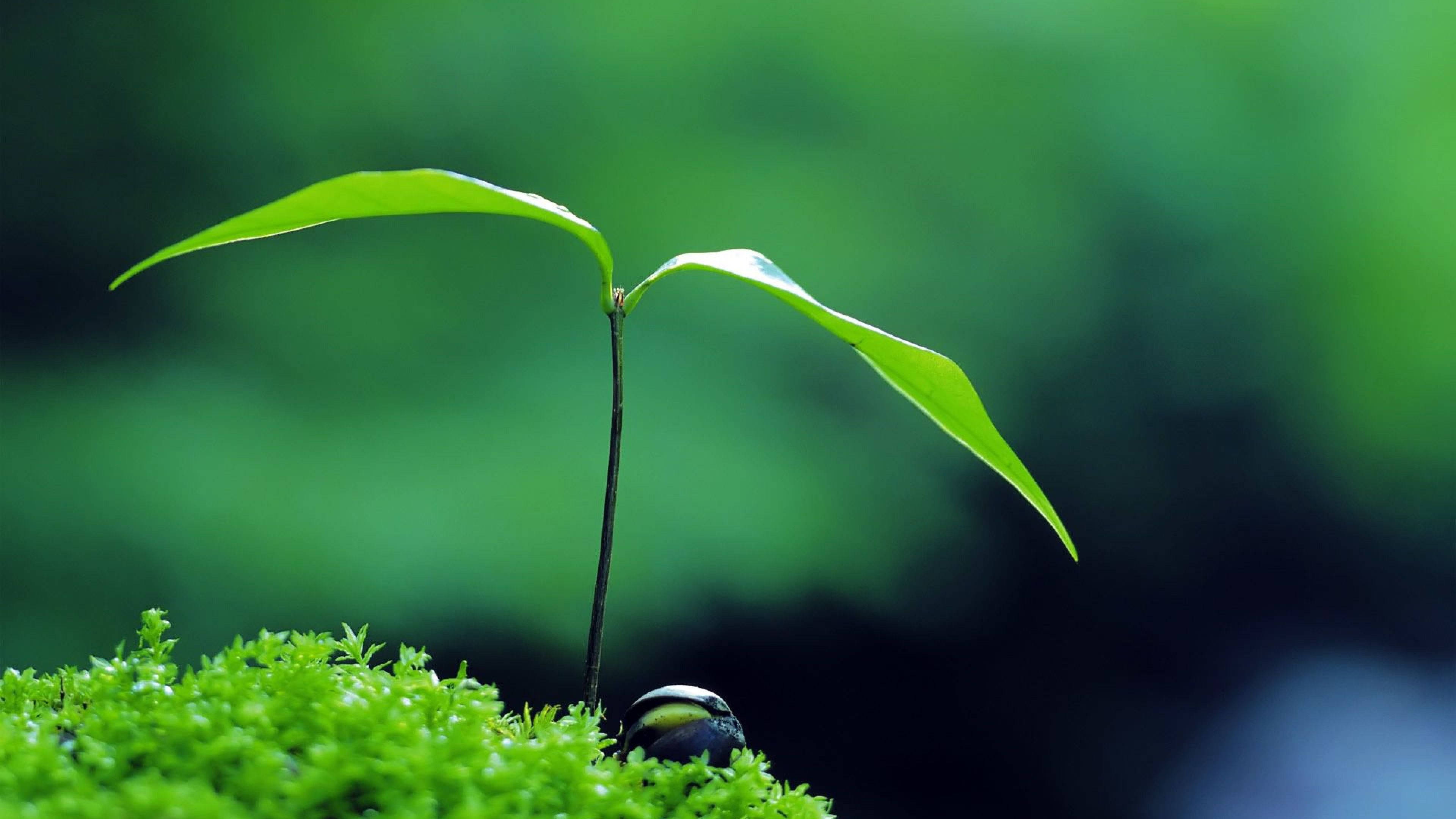 禪 桌布 壁紙 — 一株嬌嫩的綠色嫩芽，長有兩片葉子，從充滿活力的苔蘚中冒出，背景是柔和模糊的森林。