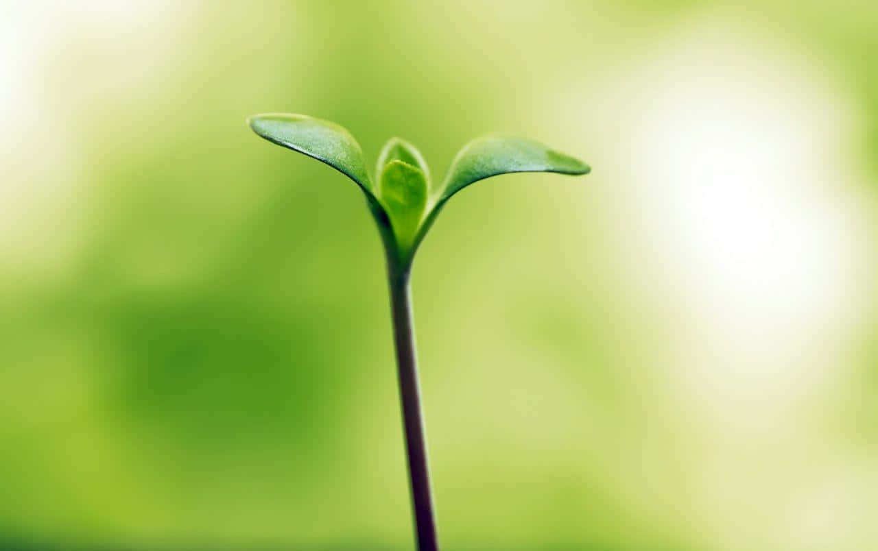 hope 桌布 壁紙 — 一株嬌嫩的綠色嫩芽，長有兩片葉子，在柔和模糊的自然背景下顯現。