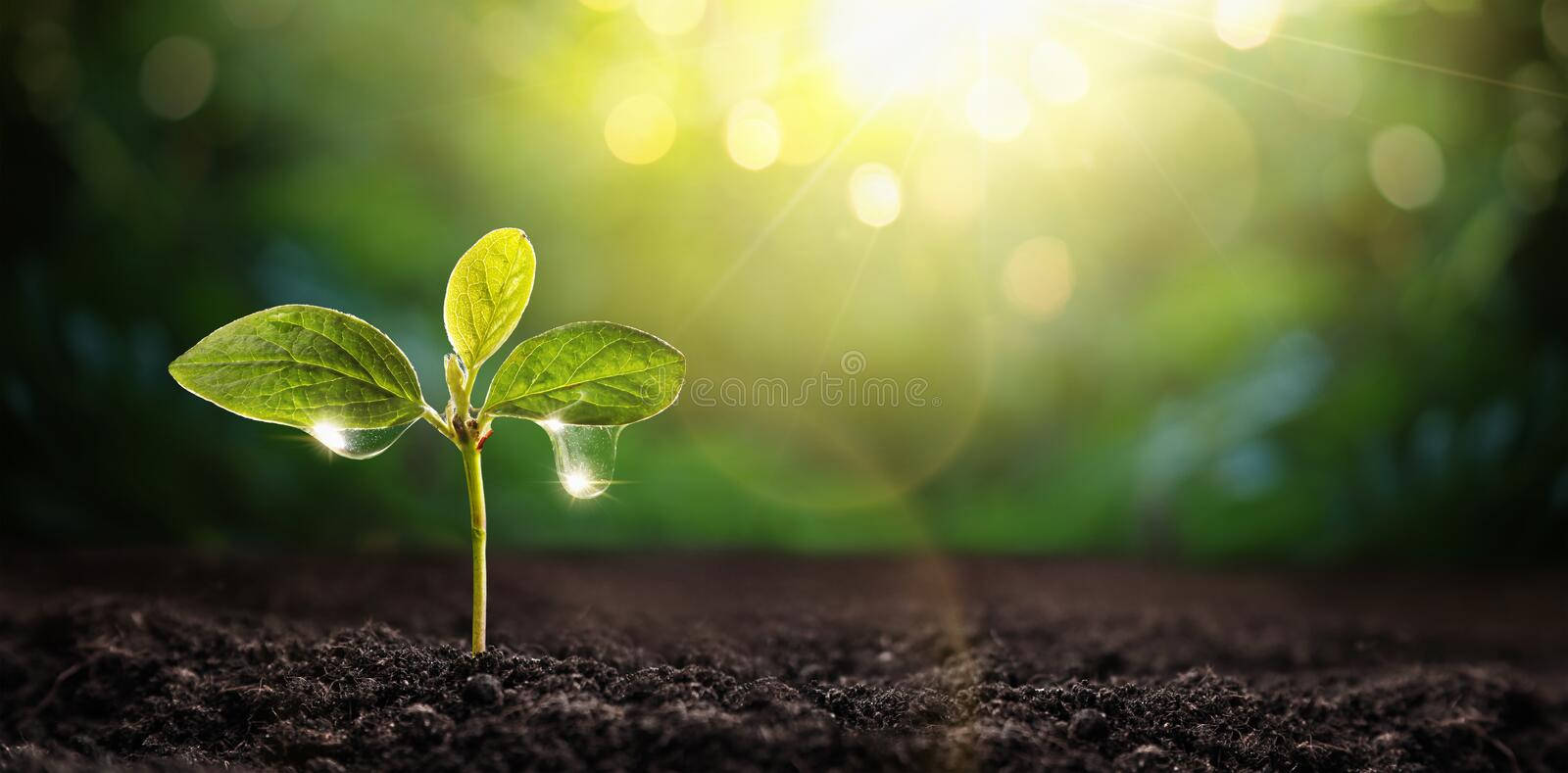 草地 桌布 壁紙 — 一株嬌嫩的綠色幼苗帶著露珠，立在肥沃的土壤中，金色的陽光透過模糊的森林背景灑落。
