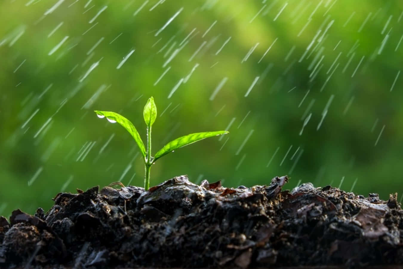 Raining 桌布 壁紙 — 一株嬌嫩的綠色幼苗從黑暗的土壤中冒出，雨滴落在柔和模糊的綠色背景上。