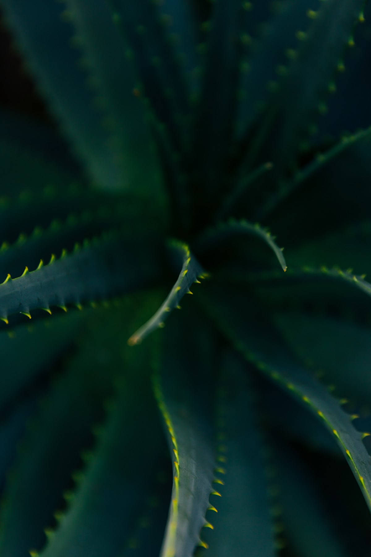 Plant 桌布 壁紙 — 一株帶有深綠色葉片和黃色尖端鋸齒的尖刺蘆薈植物的特寫，柔焦效果。