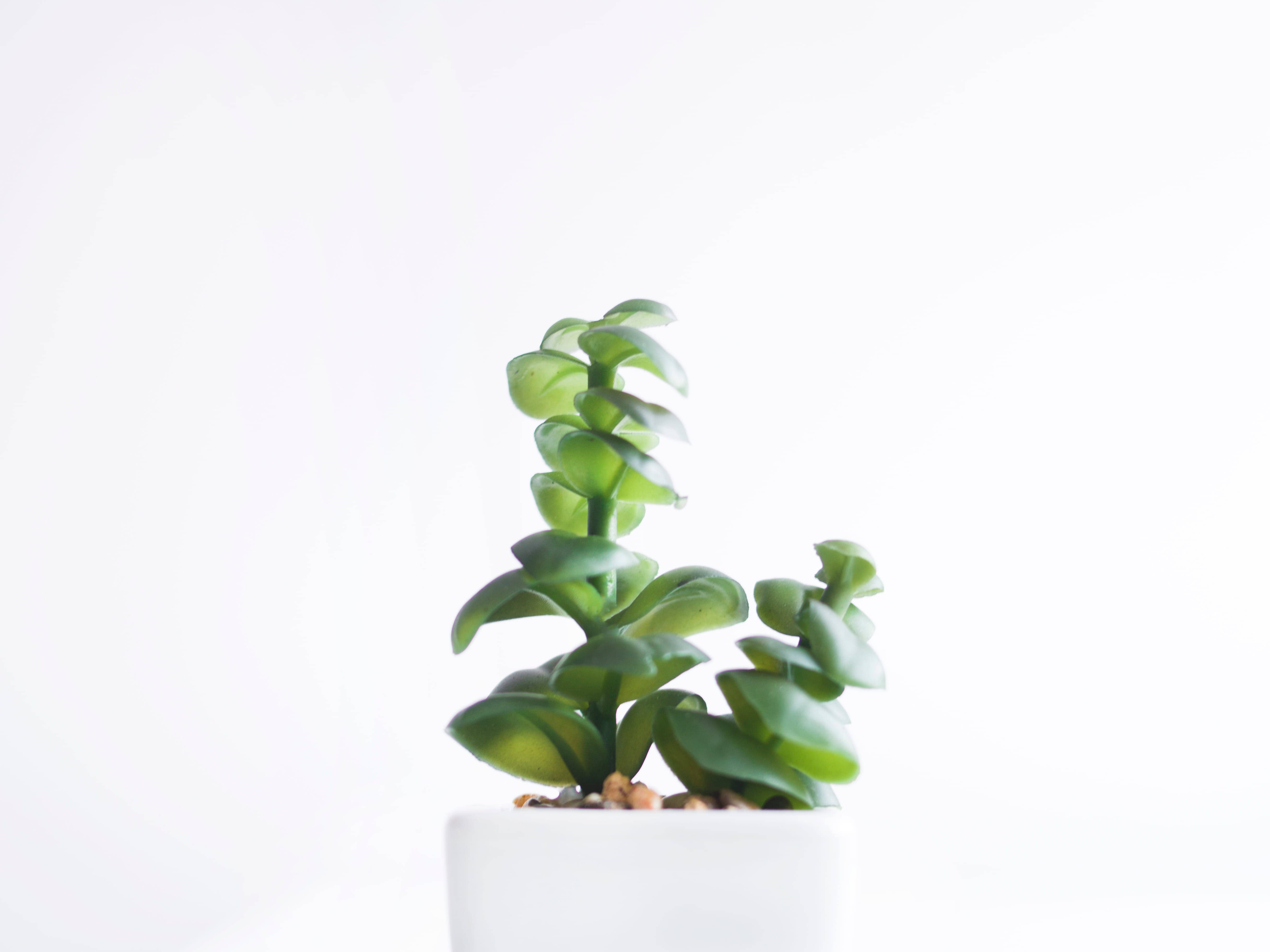 Plant Aesthetic 桌布 壁紙 — 一株帶有螺旋葉片的鮮綠色多肉植物，放在白色花盆中，背景是明亮的簡約風格。