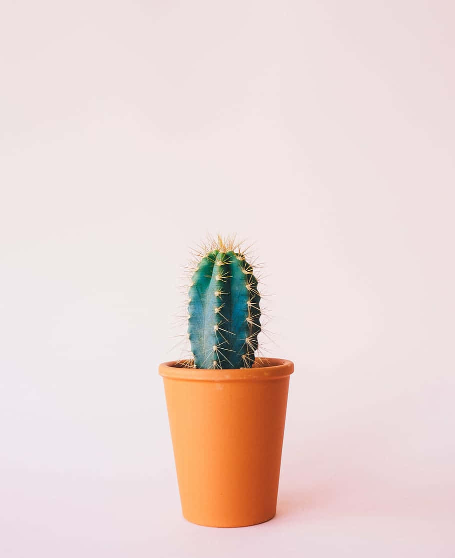 Cactus 桌布 壁紙 — 一株帶有金色刺的小藍綠色仙人掌，種在陶盆中，背景是柔和的粉紅色。