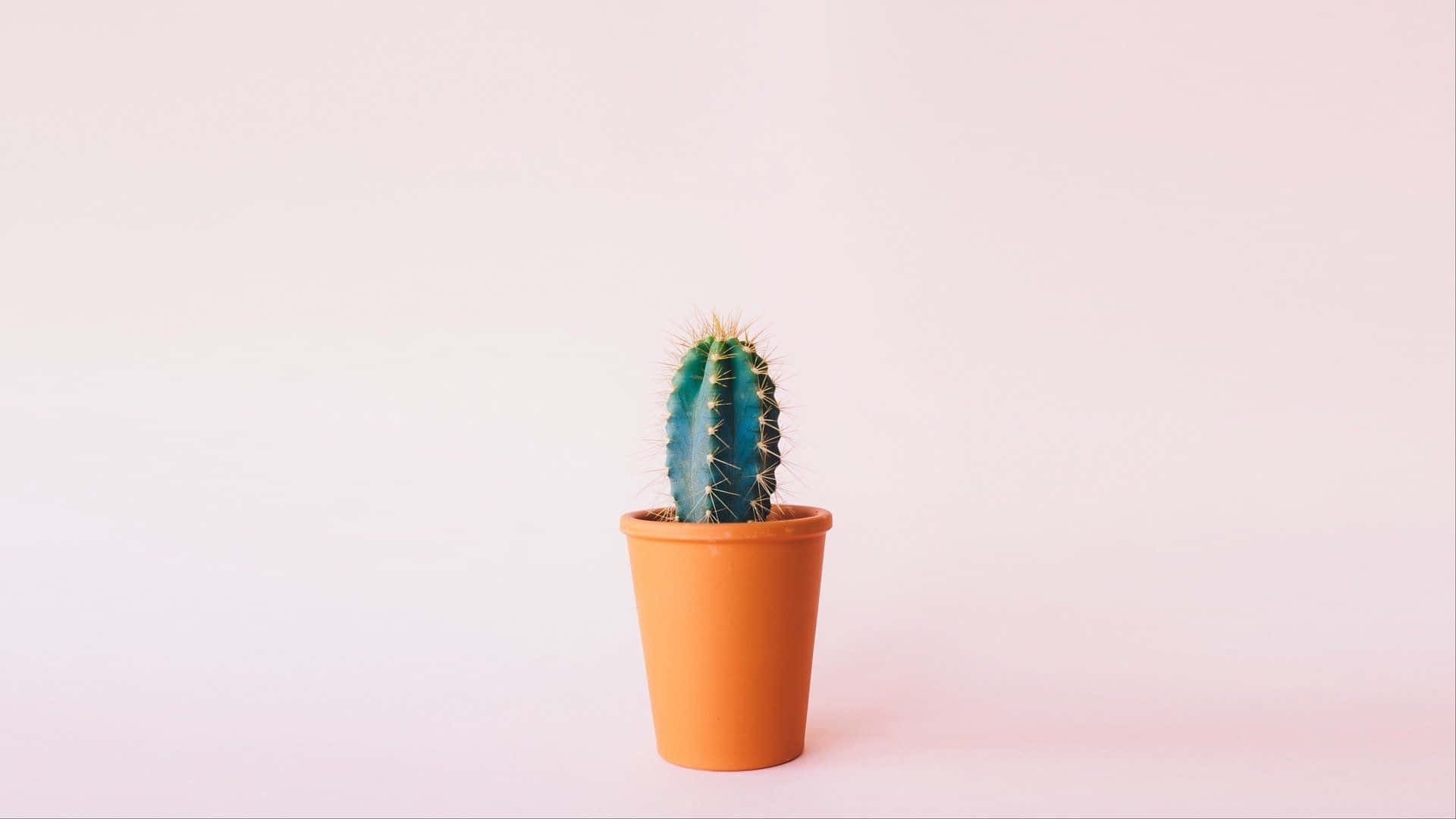 Cactus 桌布 壁紙 — 一株帶有黃色刺的小型藍綠色仙人掌，種在陶盆中，背景是柔和的粉紅色。