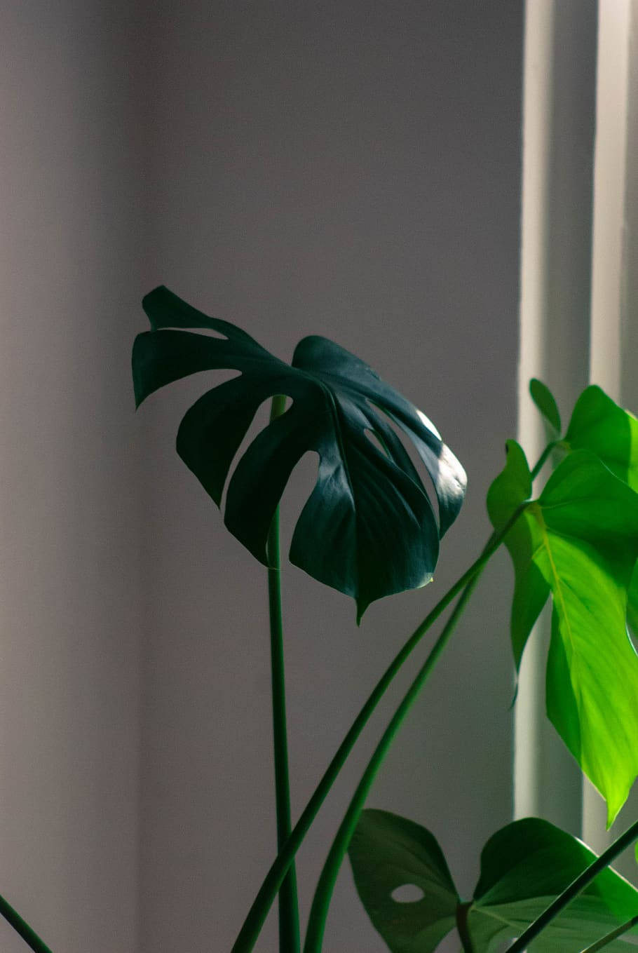 Plant iPhone 桌布 壁紙 — 一株擁有大型裂葉的龜背竹植物，沐浴在柔和自然光線中，背景為柔和的灰色牆壁。