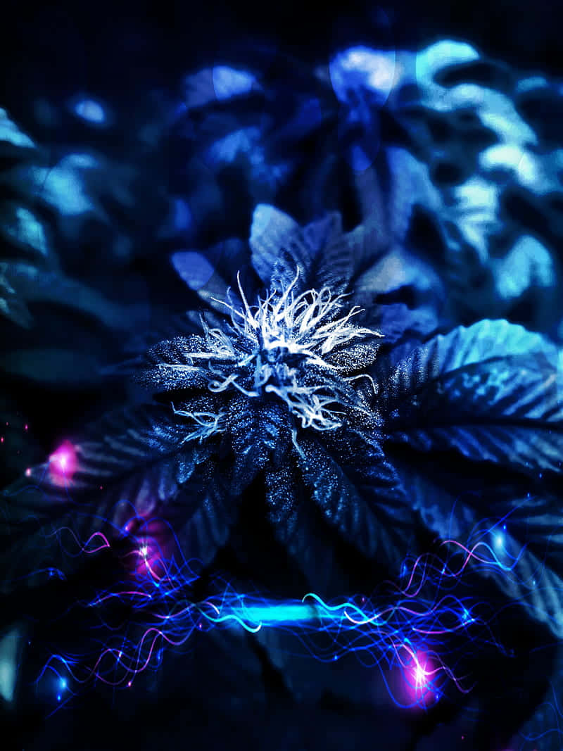 Plant 桌布 壁紙 — 一株發光的藍色大麻植物，在黑暗環境中帶有電光紫和藍色光軌環繞其葉片。