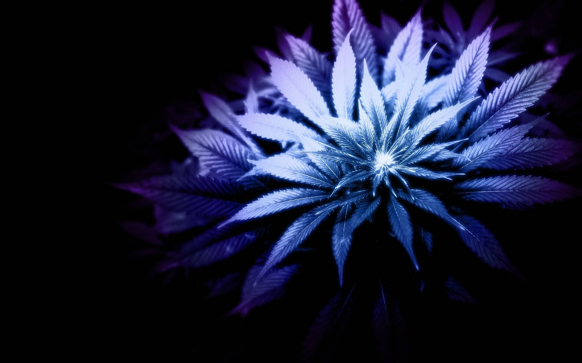 大麻 桌布 壁紙 — 一株發光的藍色大麻植物在漆黑背景下散發光芒，中央葉片閃爍。