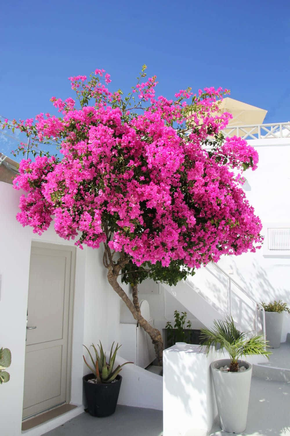 一株粉紅九重葛樹立於白色房屋前 壁紙