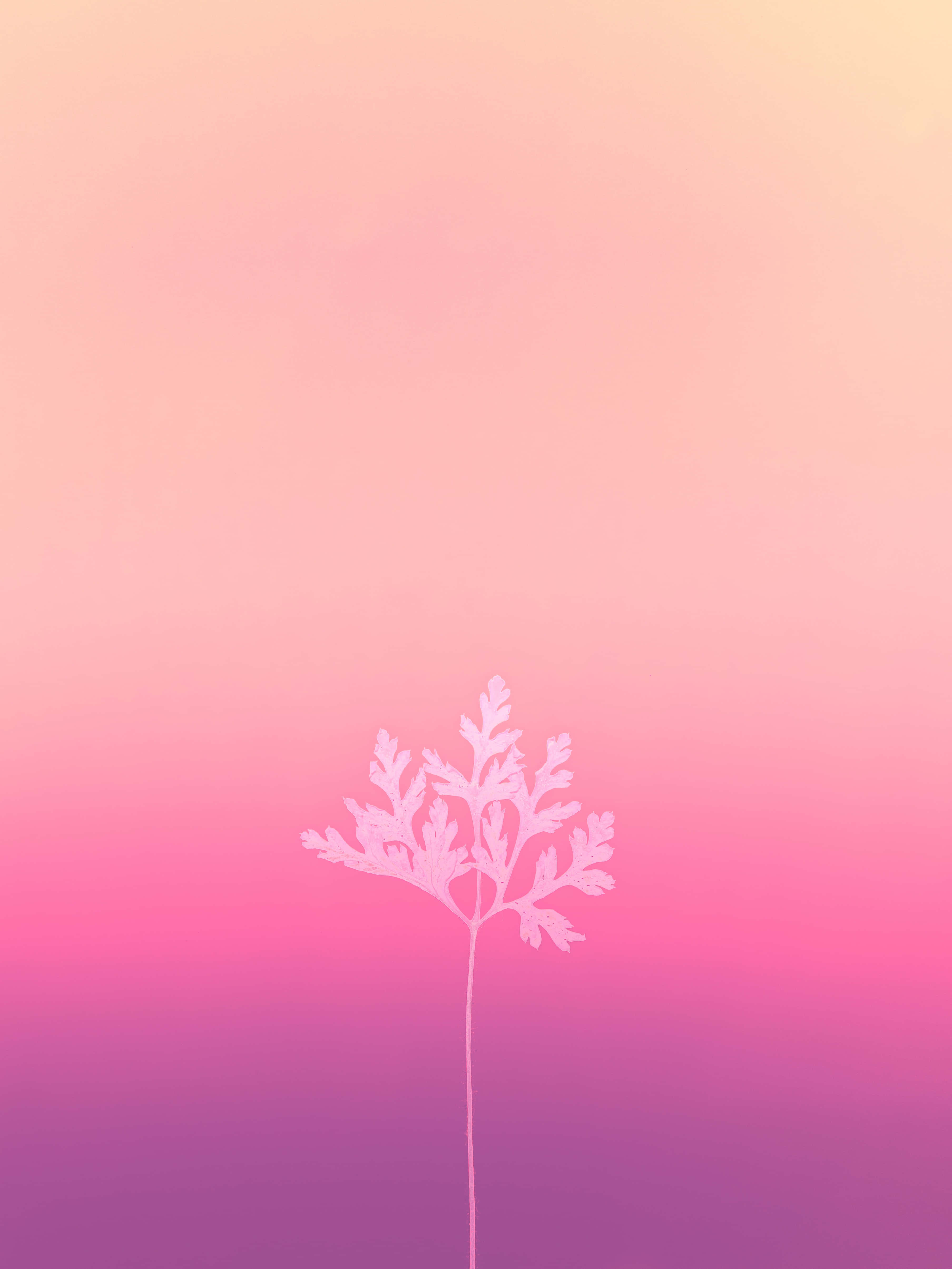 Pink Phone 桌布 壁紙 — 一株精緻的白色蕨類植物剪影，矗立在從蜜桃色漸變到洋紅色的柔和天空前。